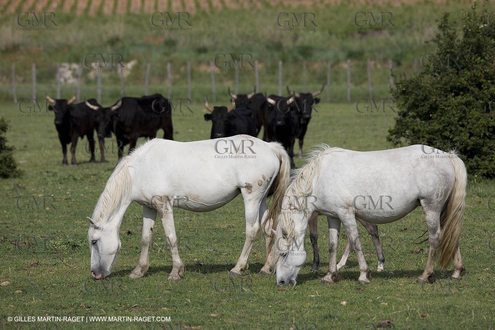 07 05 2008 - Le Cailar (FRA,30) - Tri à la manade du Mas du Pont de Laute