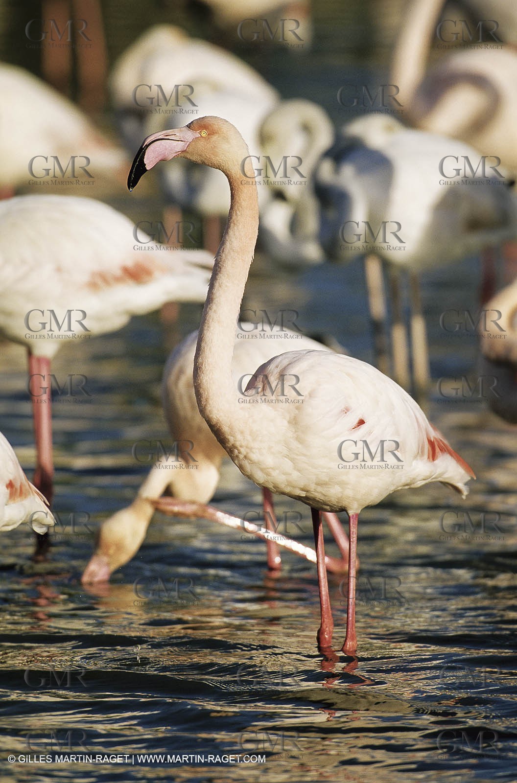 Camargue (FRA,13) - Flamingos in the Camargue