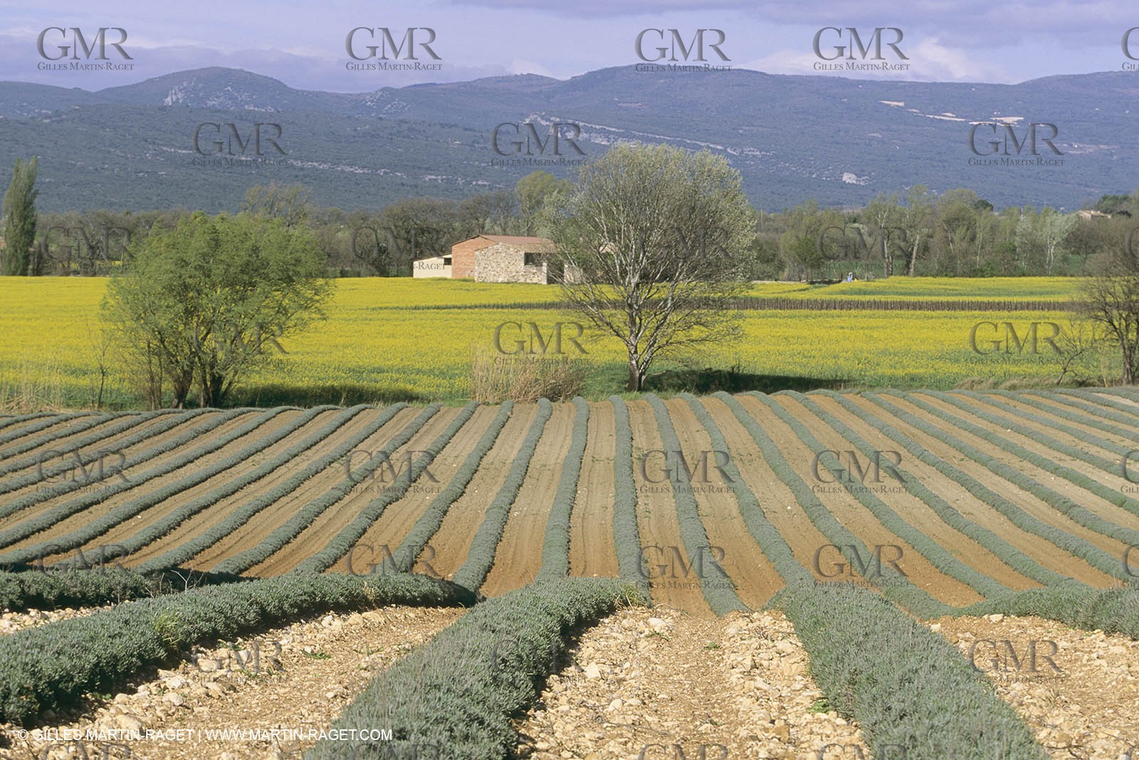 France, Provence, champs de Colza