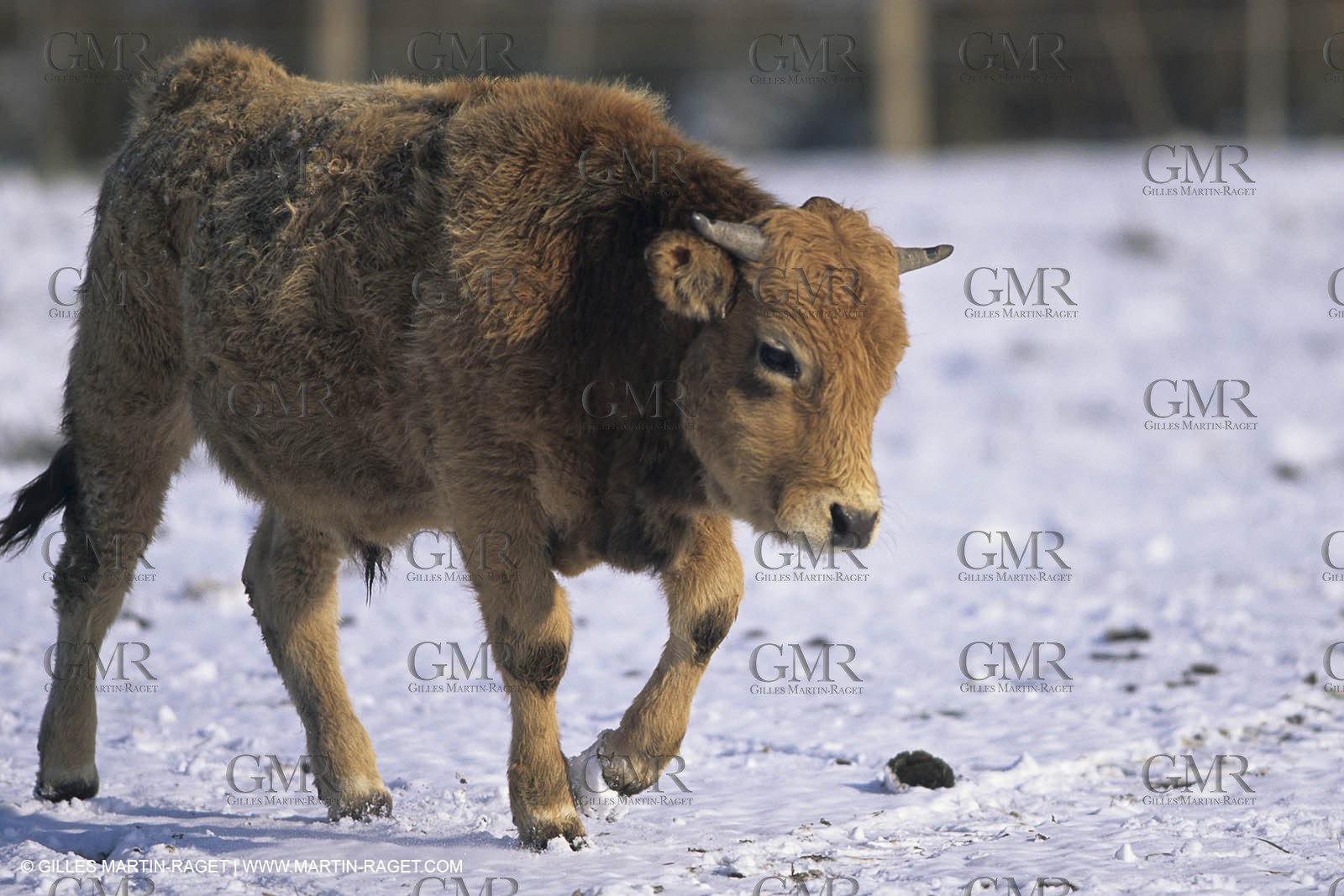 Provence under snow - Camargue