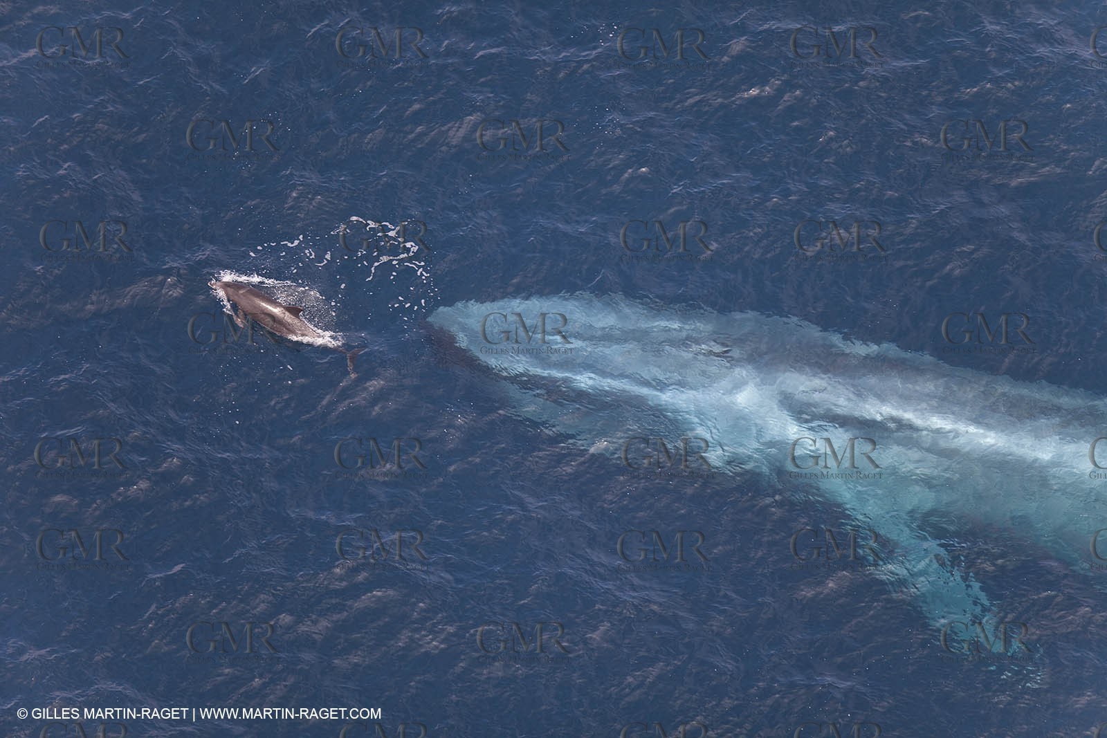 13 08 2009 - San Diego (USA,CA) - 33rd America's Cup - BMW ORACLE Racing - 90 ft Trimaran testings
