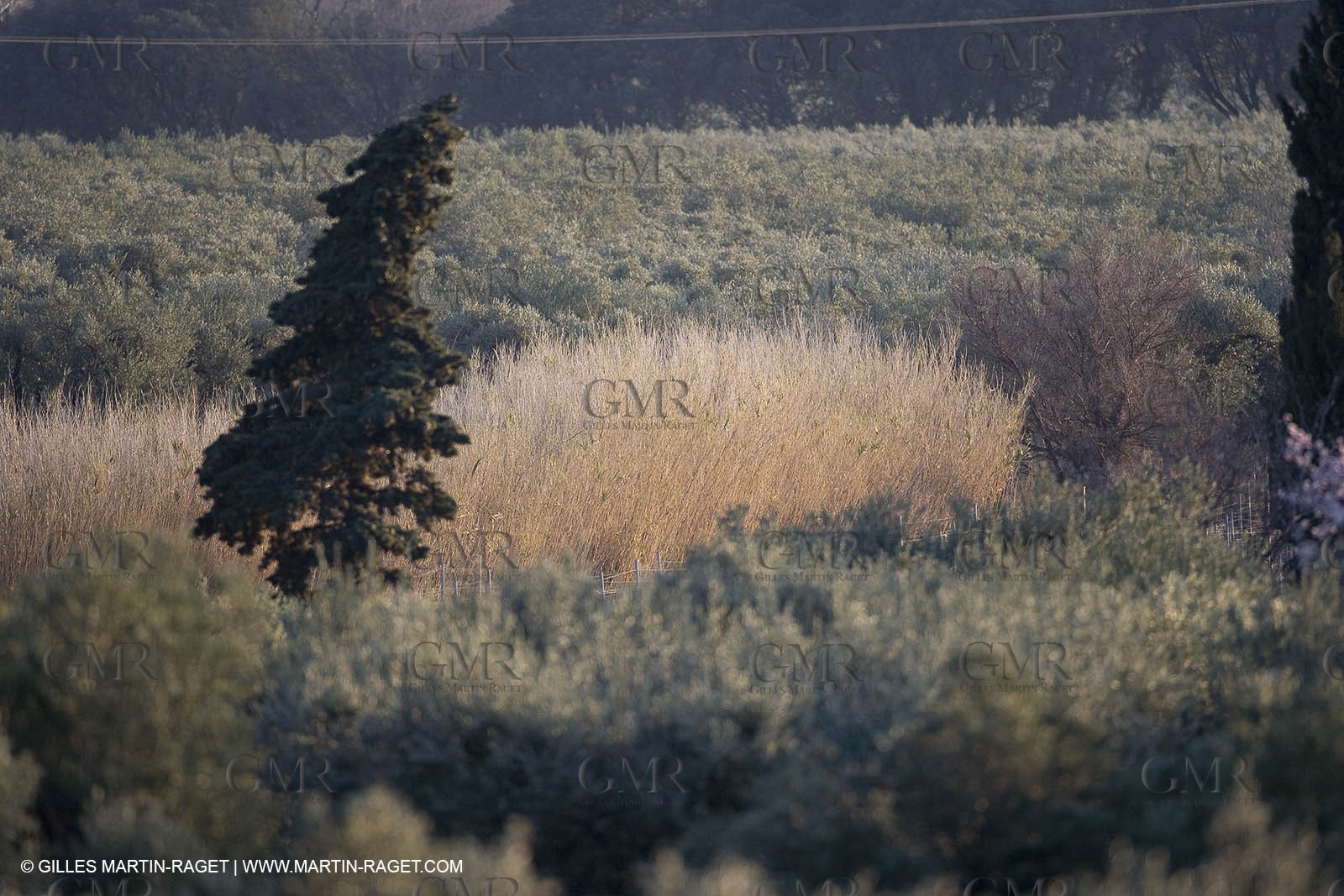 09 02 2008 - Les Baux de Provence (FRA, 13) - Alpilles hills landscapes