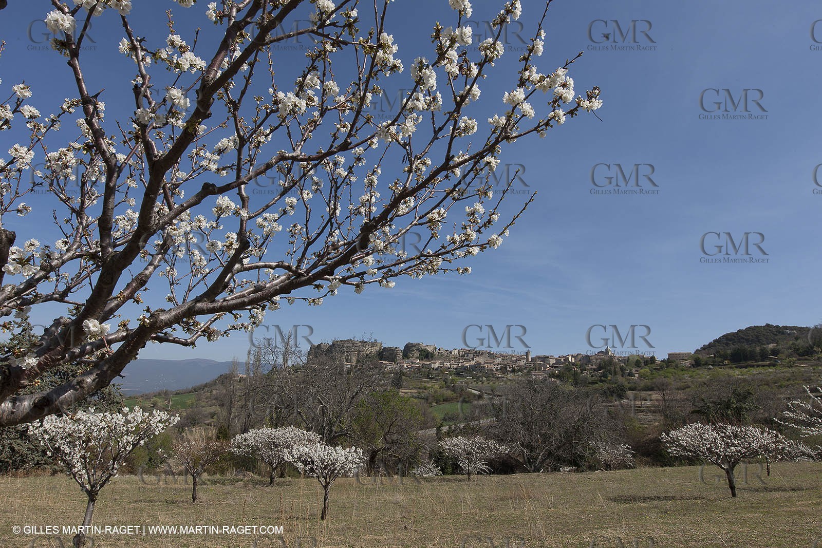 March 30th 2012 - Saint Saignon (FRA, 84) - blooming cherry trees