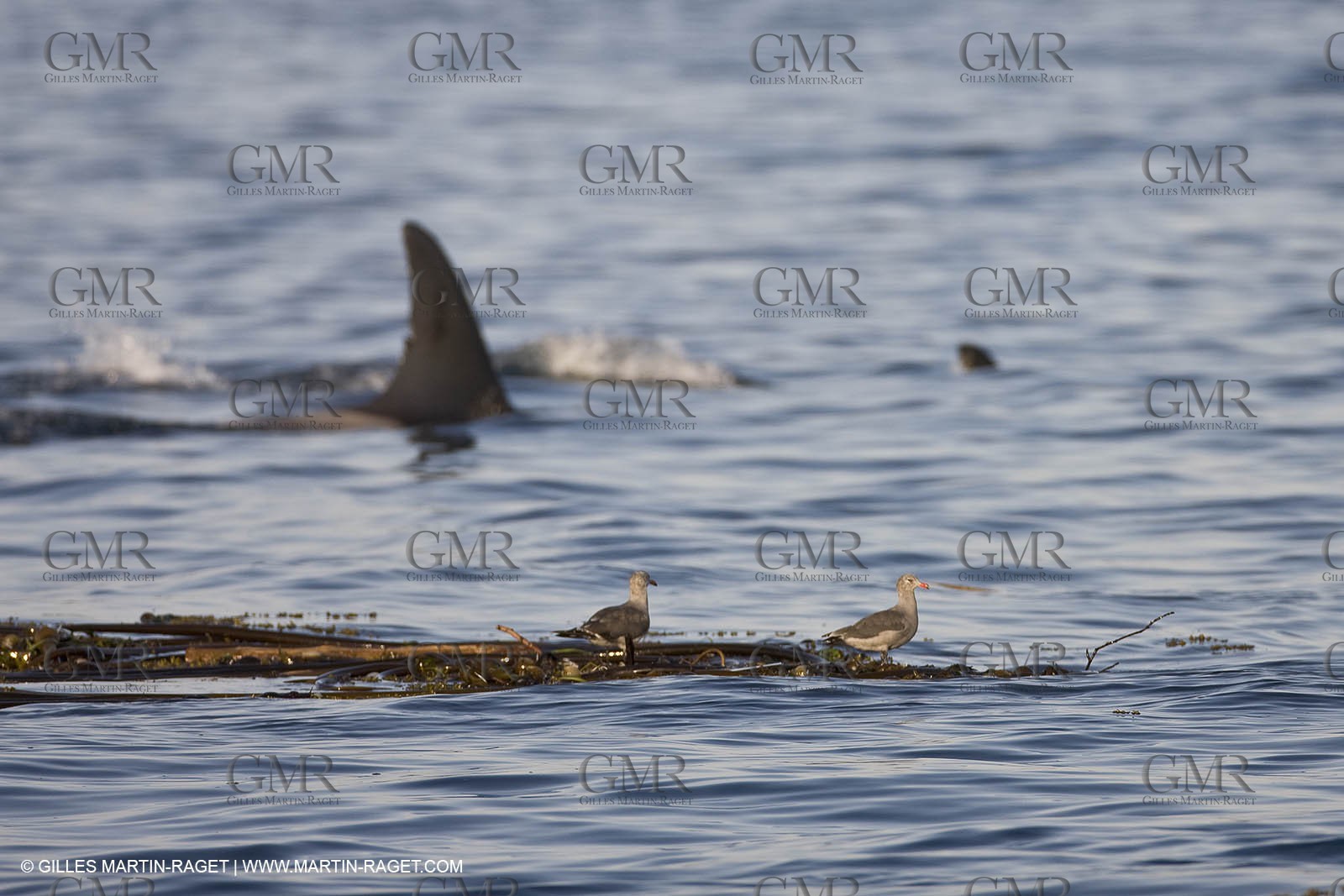 Marine animals