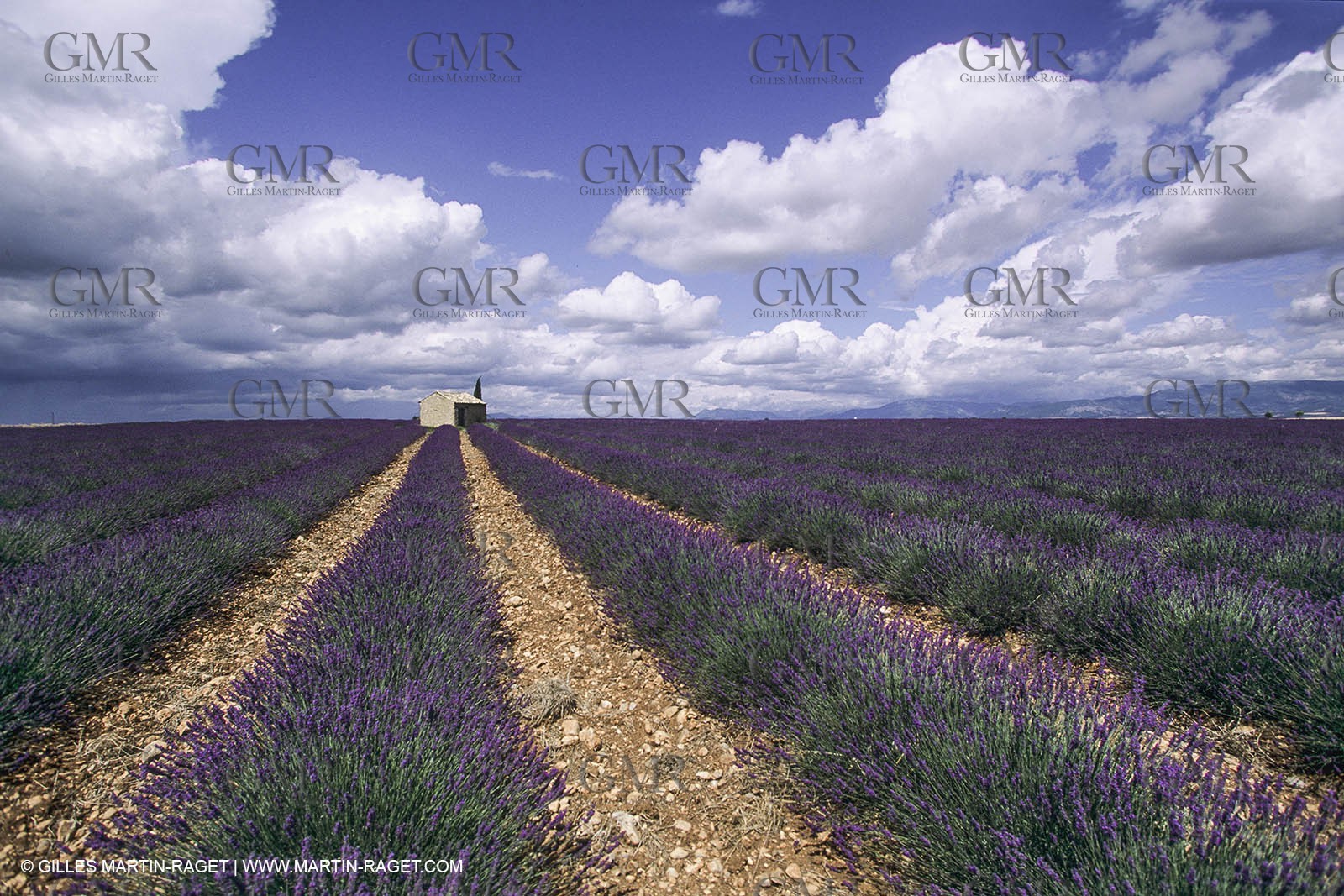 France, Provence, Lavender fields