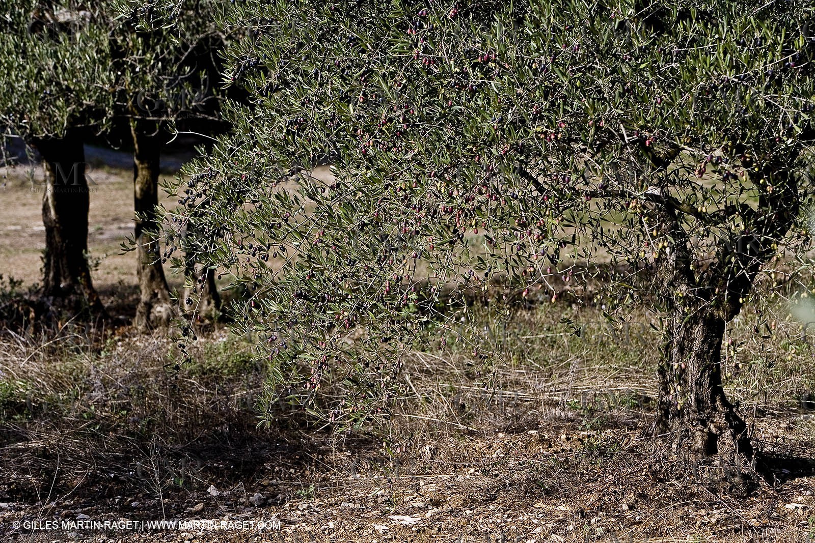 Provence - Olive trees in the Baux de Provence valley (south France)