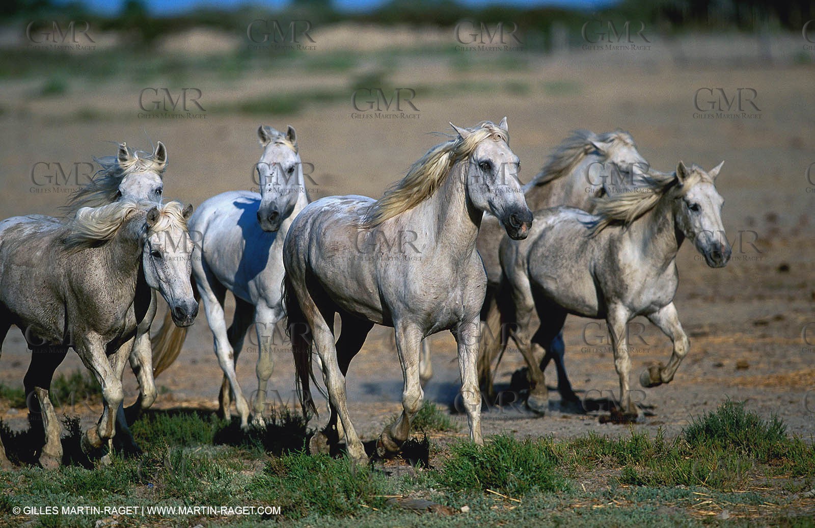 Camargue horses