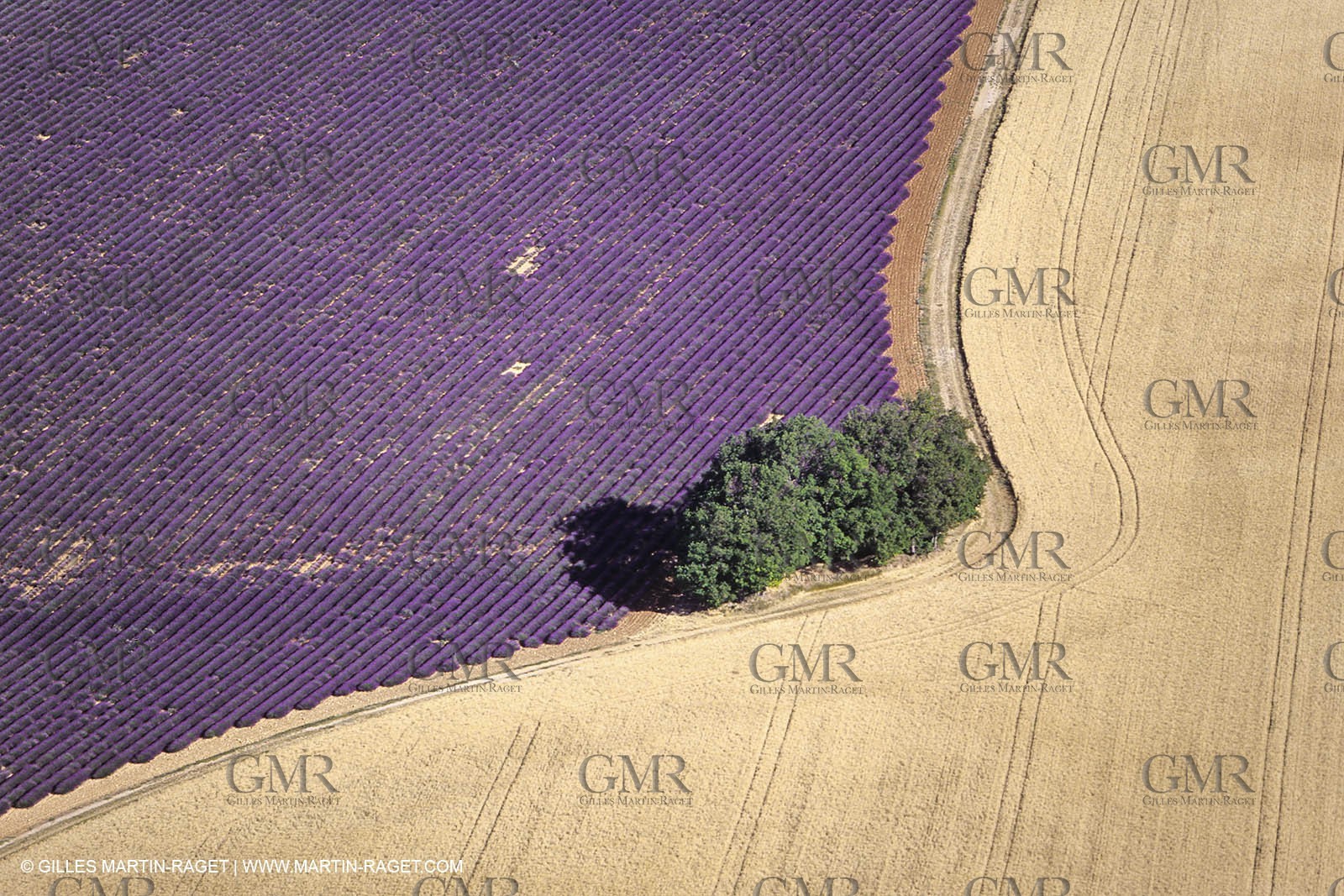 Juin 2005, Valensole (FRA,04) - Lavander fields
