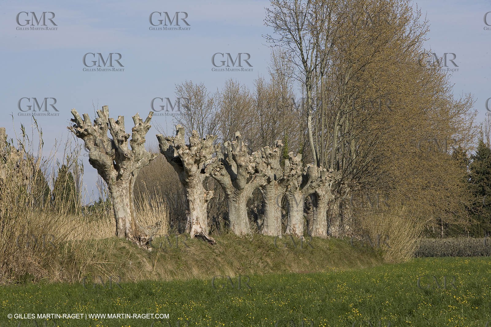 25 02 2005 - Arles and surroundings (FRA, 13) - Vincent Van Gogh south