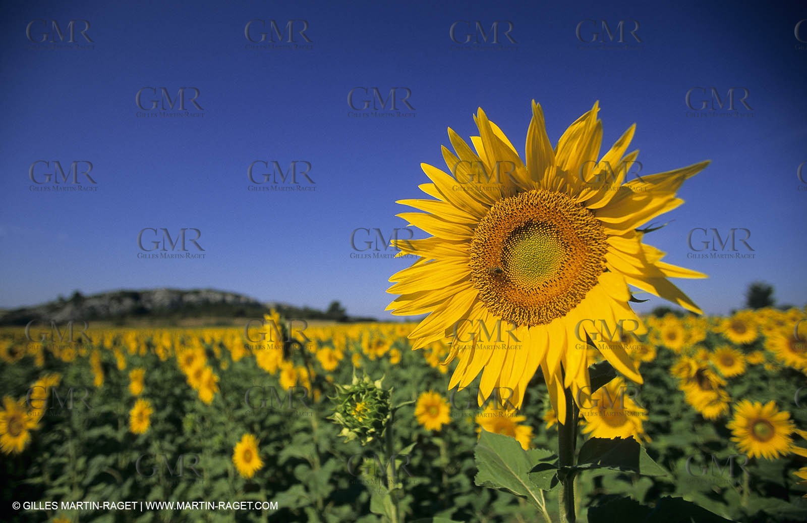 Alpilles (FRA,13) - Sunflower fields