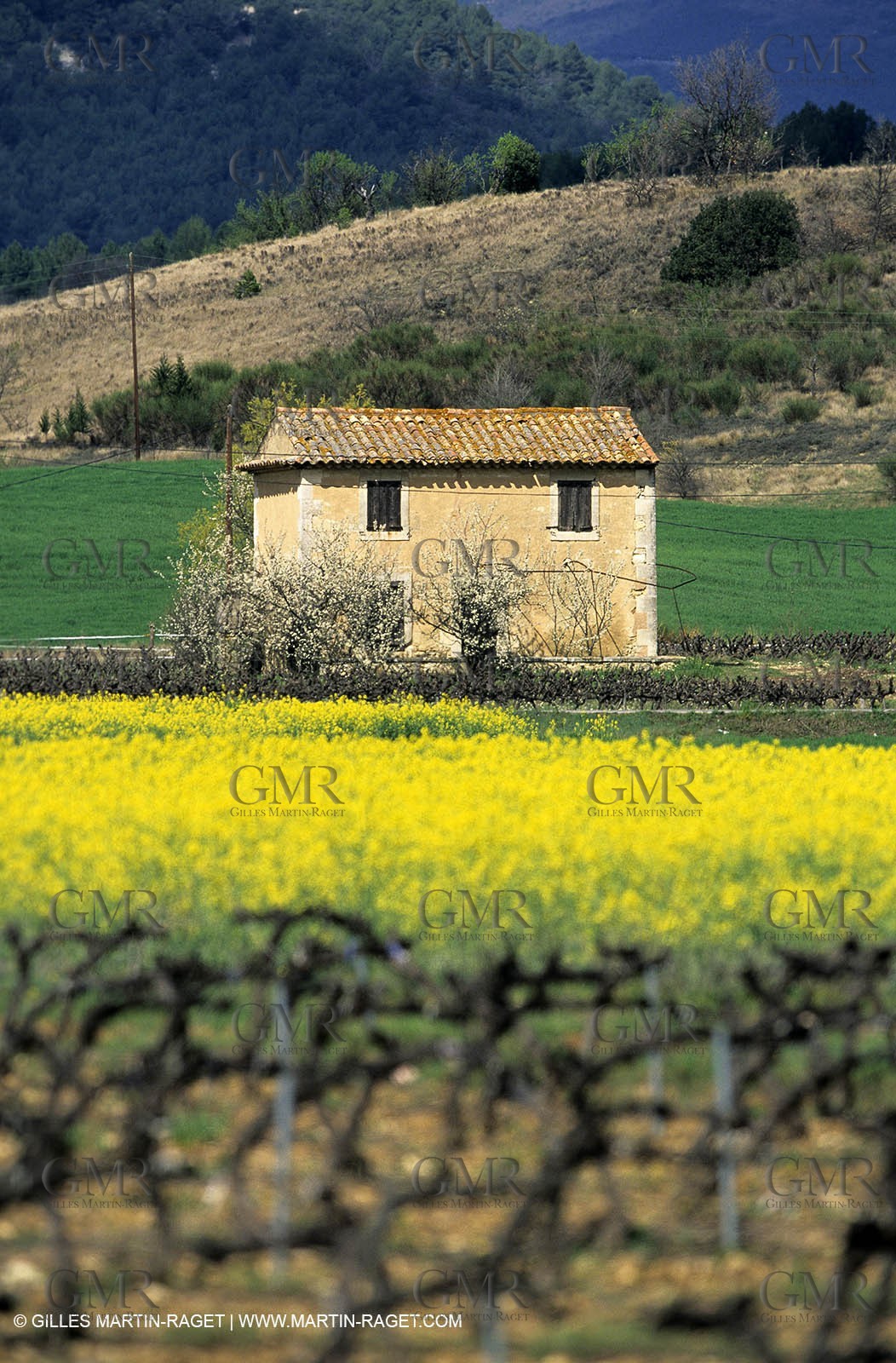 Alpilles (FRA,13), Rape fields