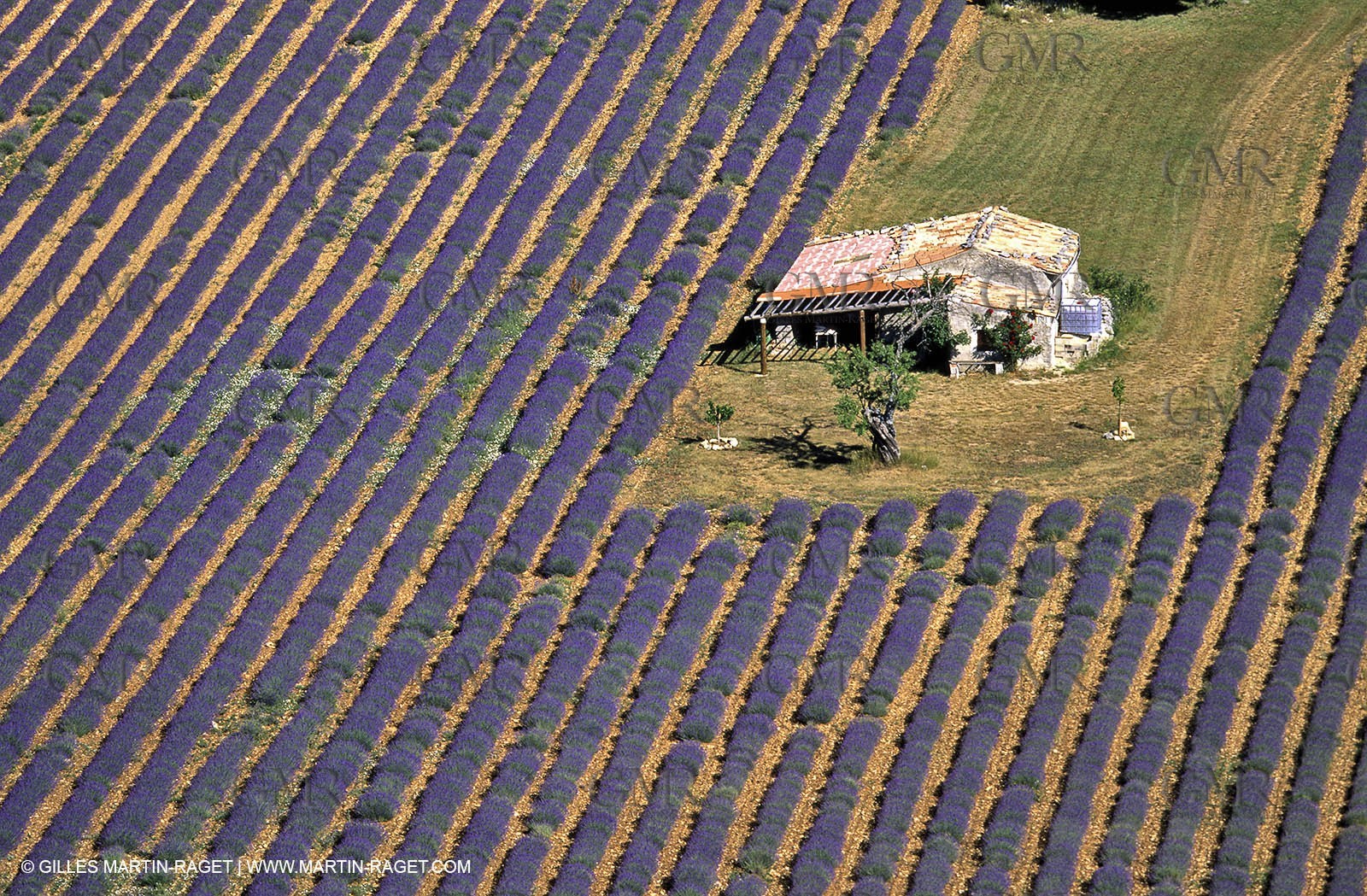 lavander fields , 2005, pateau de sault