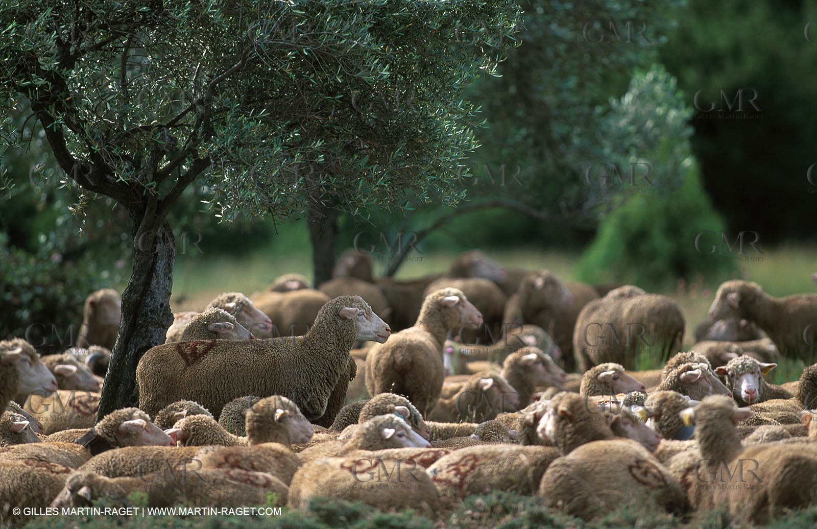 Sheeps - shepherds