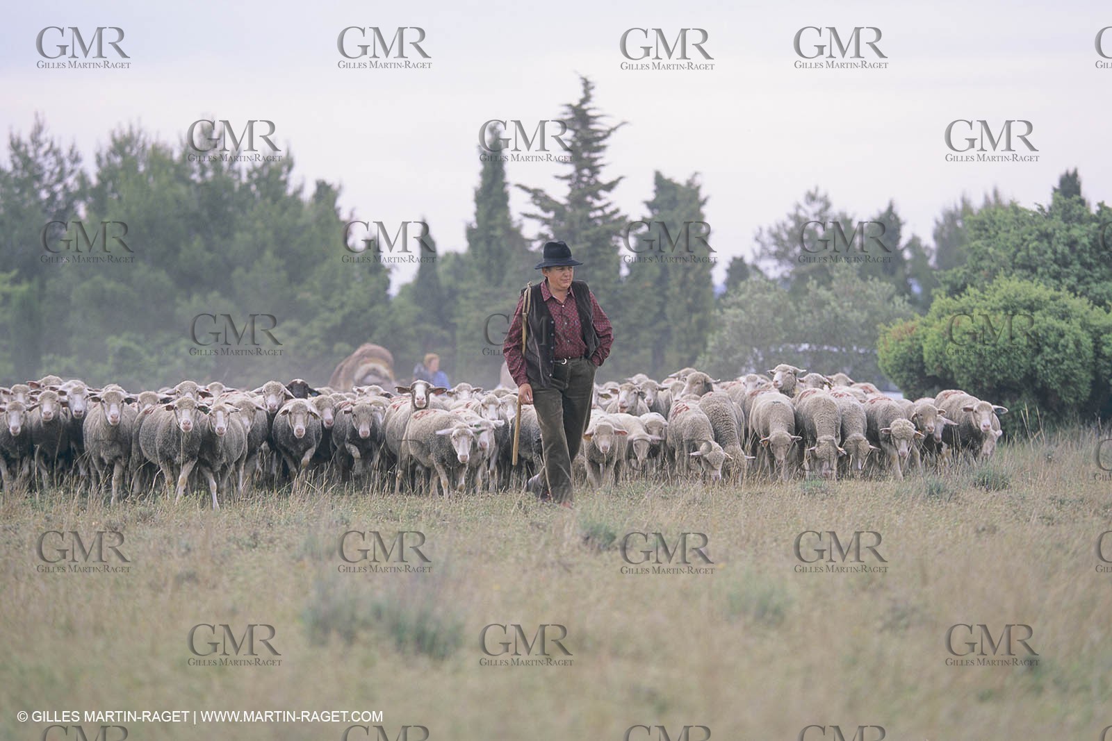 France, Provence, Moutons, bergers, élevage, transhumance