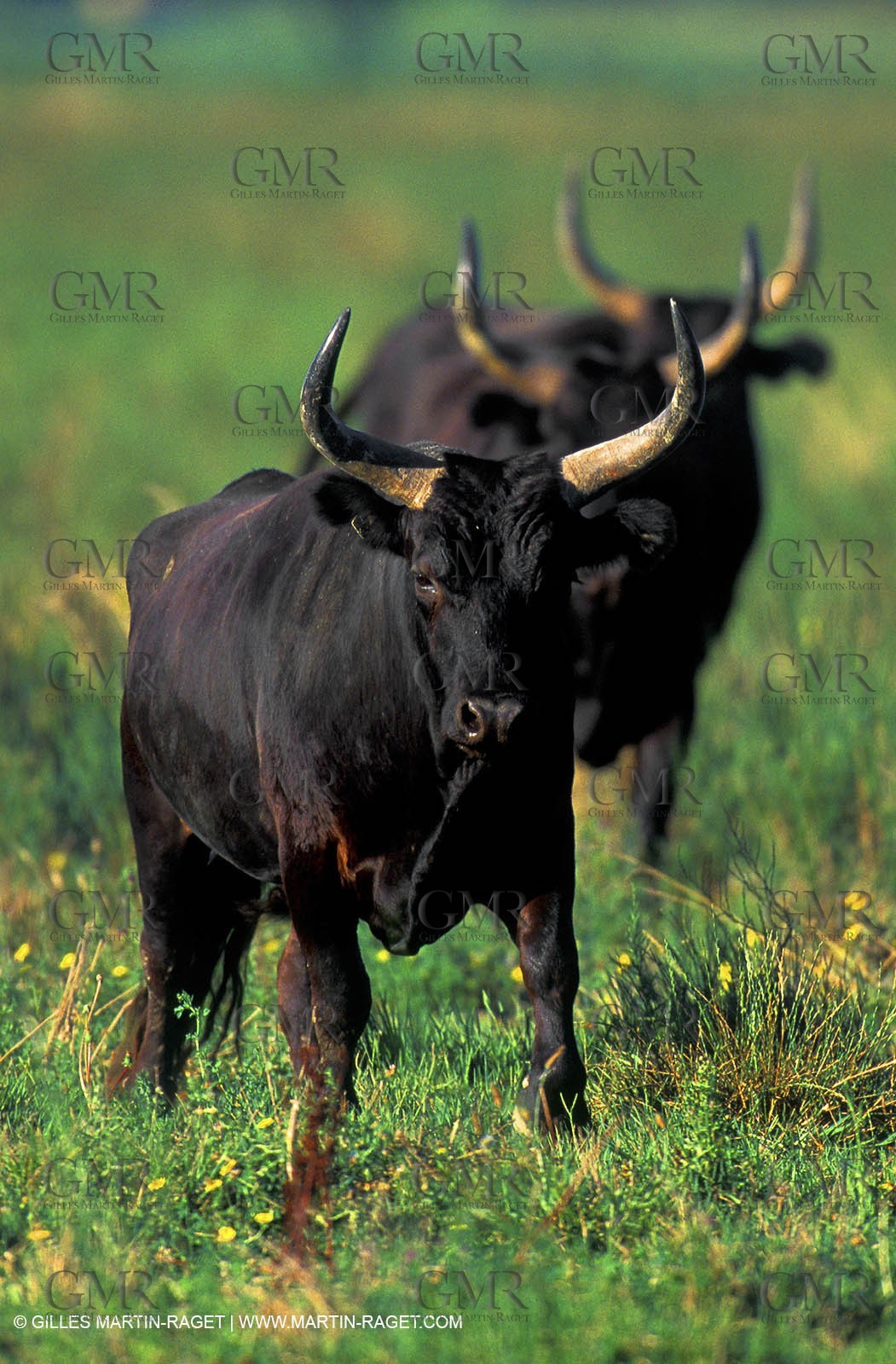 Bulls - Camargue