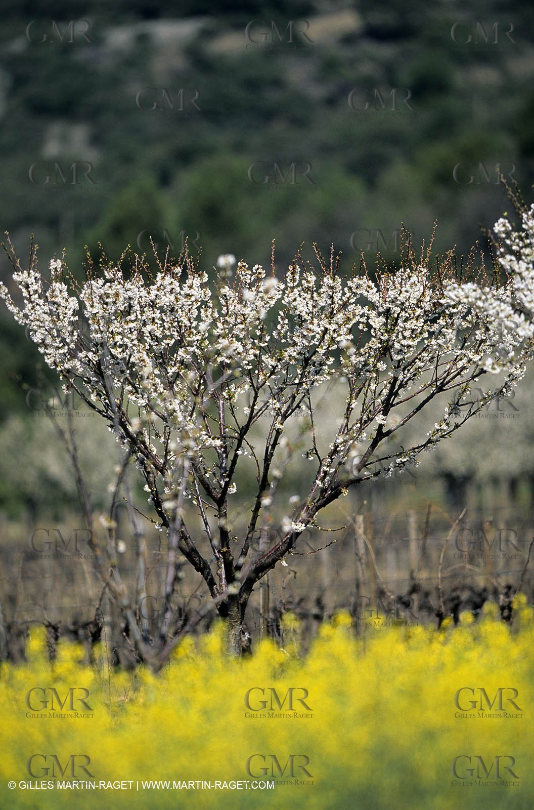 Alpilles (FRA,13), Rape fields
