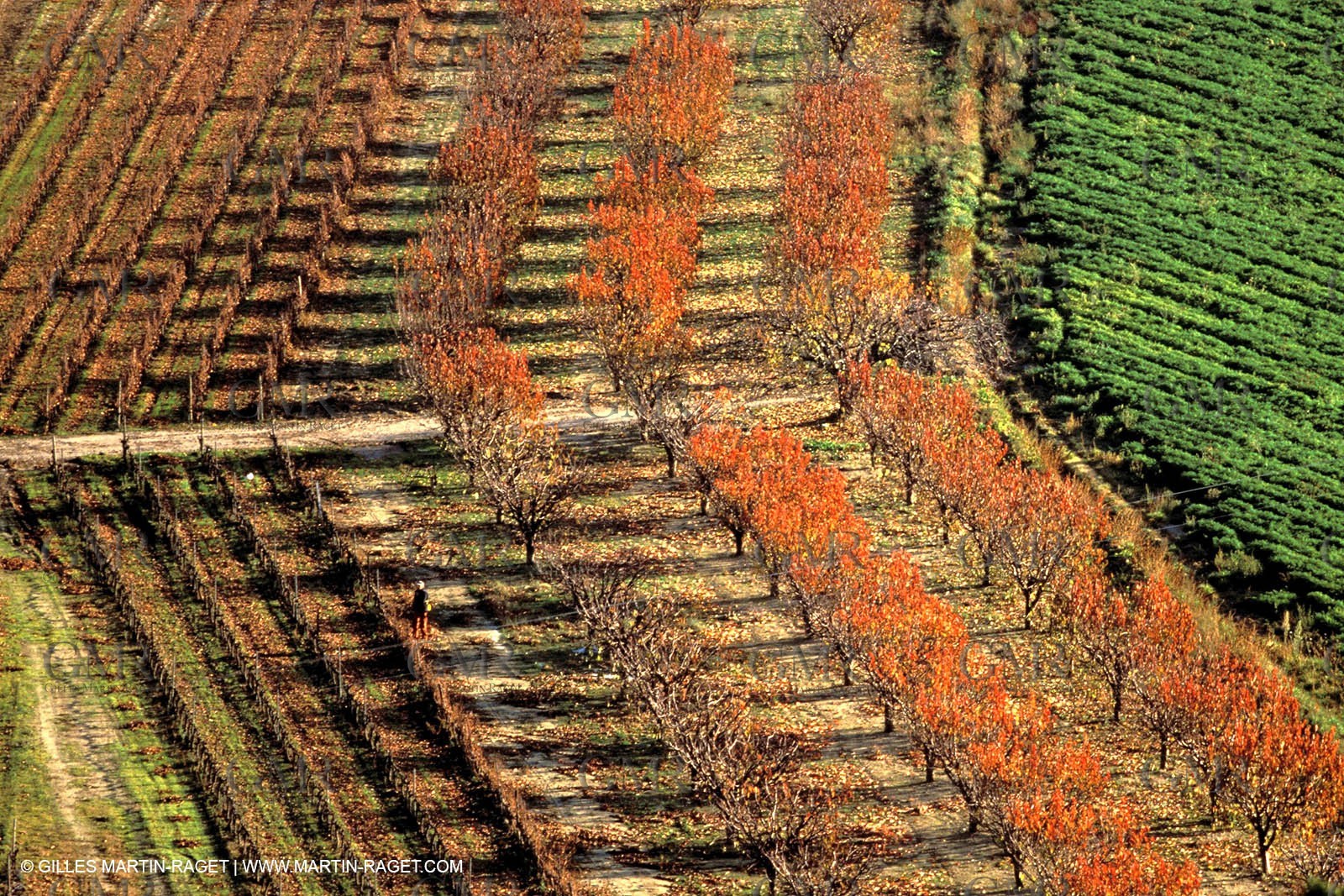 Autumn fruit tree fields