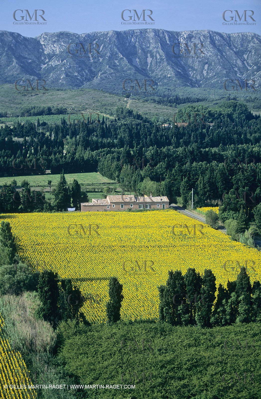 Alpilles (FRA,13) - Sunflower fields