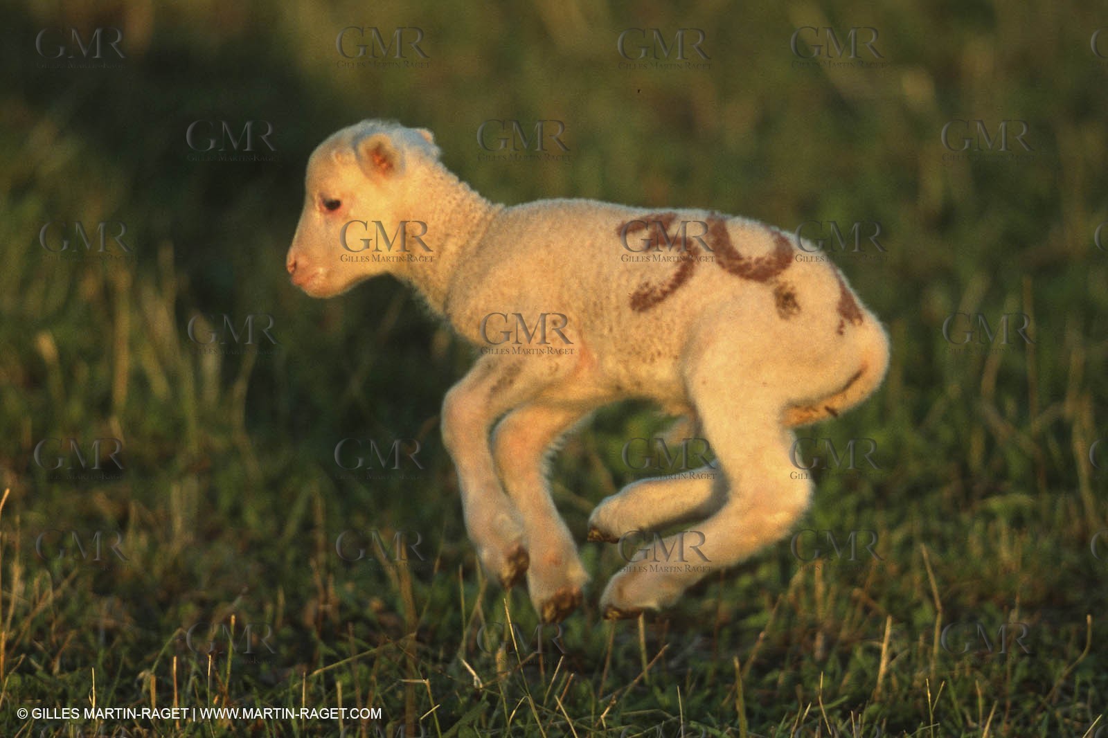 Saint Rémy de Provence (FRA,13) - Fête de la Transhumance