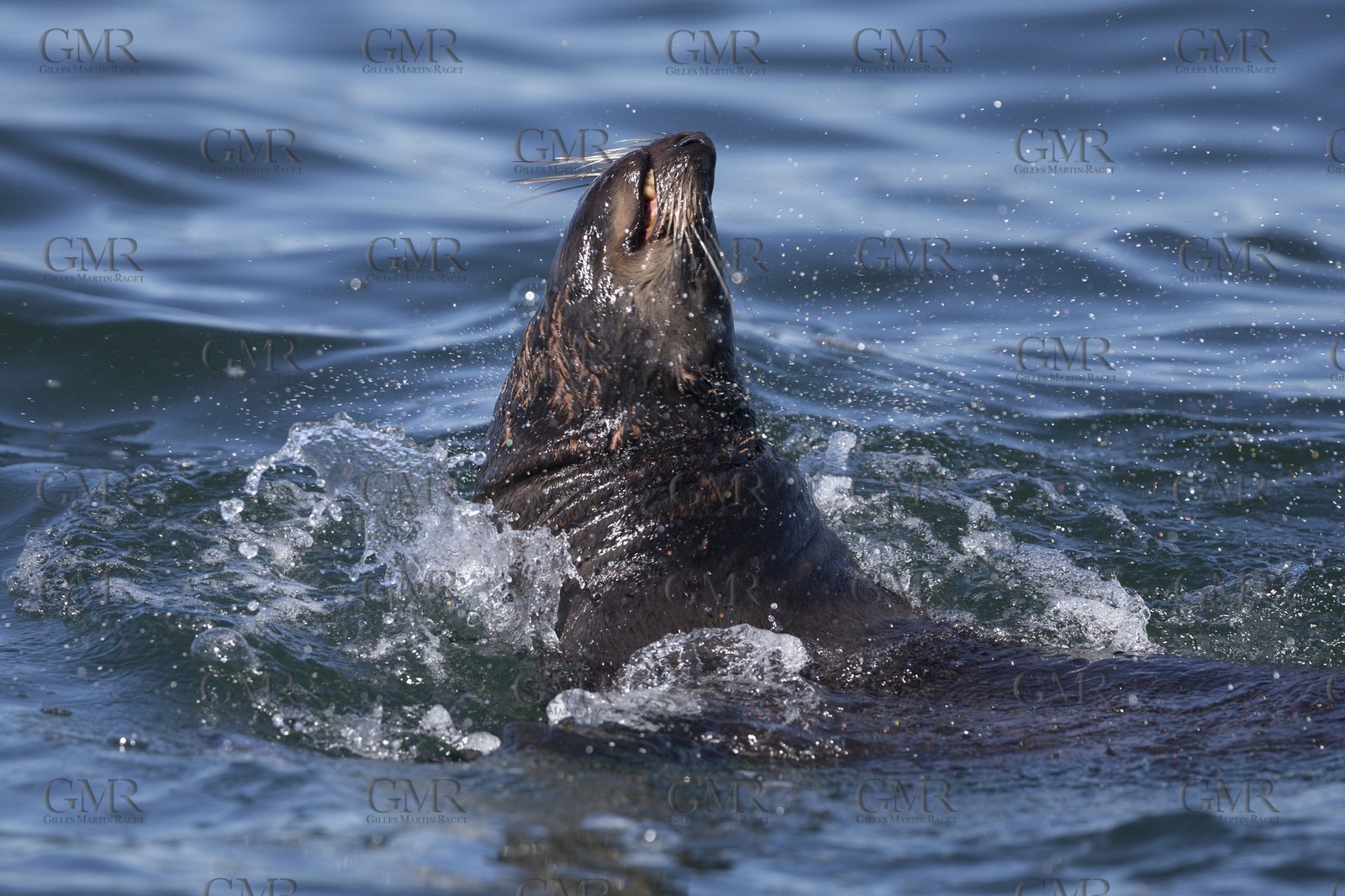 5 11 2014, Capetown (ZAF), Volvo Ocean Race 2014-15, Team Alvimedica