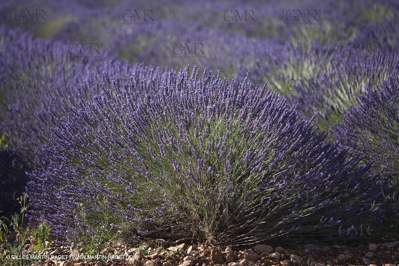 13 08 2007 - Valensole (04) - lavender fields on Valensole plateau