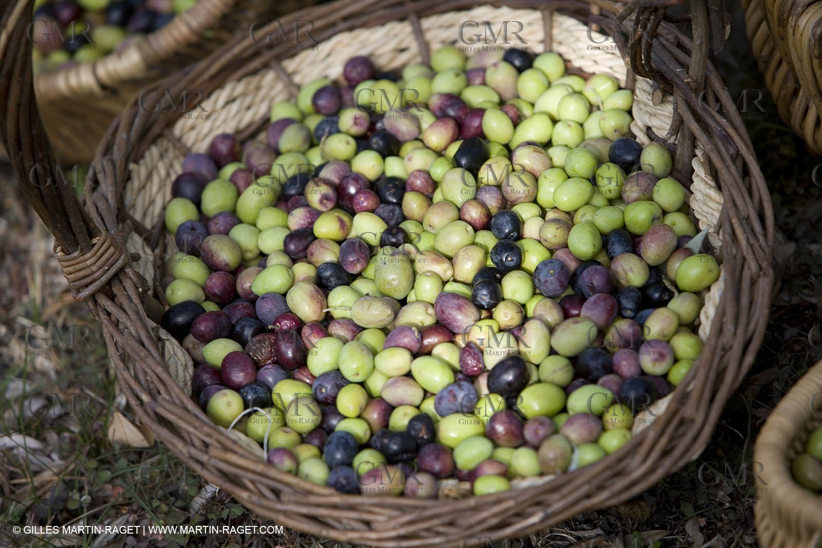 28 10 2007 - Saint Rémy de Provence (FRA, 13)- Olives harvest at  Vallon Raget