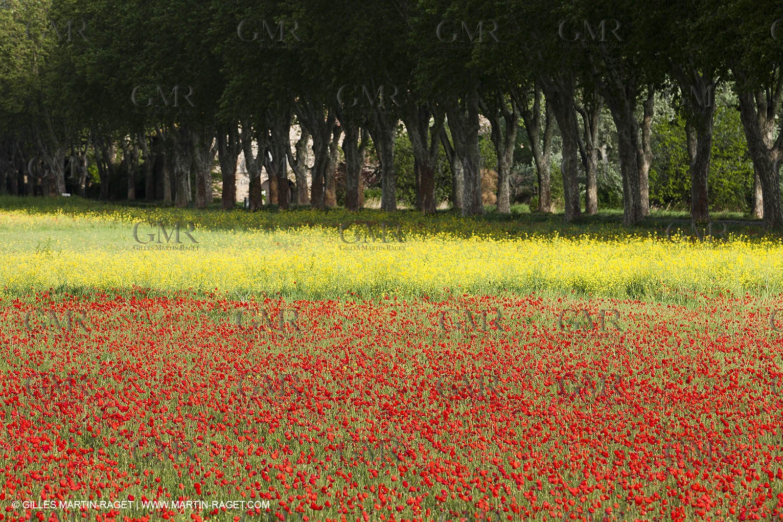 29 04 2012 ( Saint Rémy de Provence (FRA, 13) - Chaîne des Alpilles vers Romanin