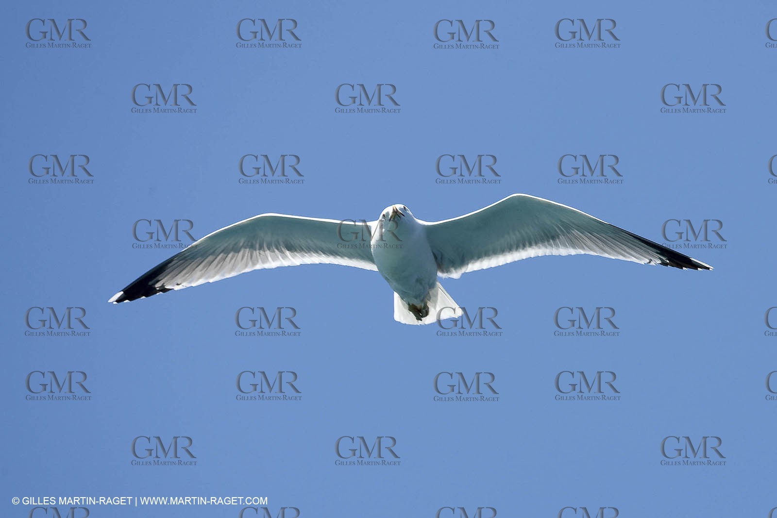 07 05 2009 - Marseille (FRA, 13) - Les Calanques - Riou