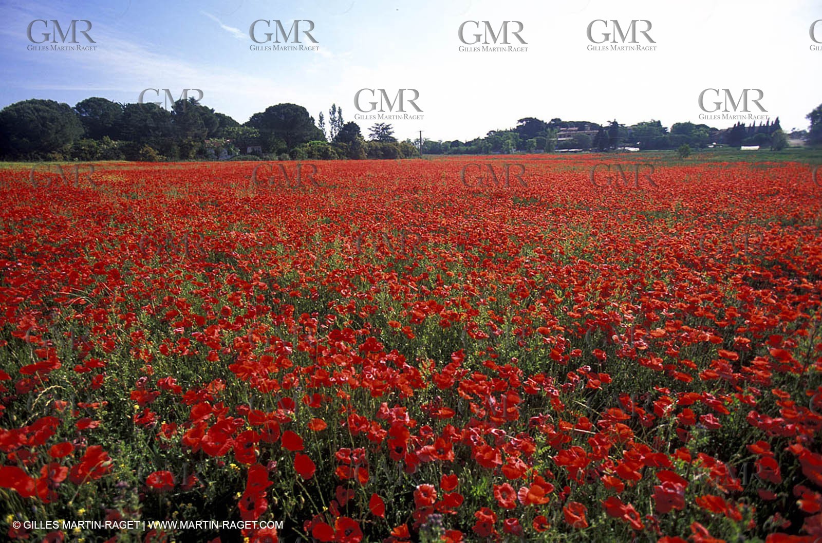 Poppies - Poppies field