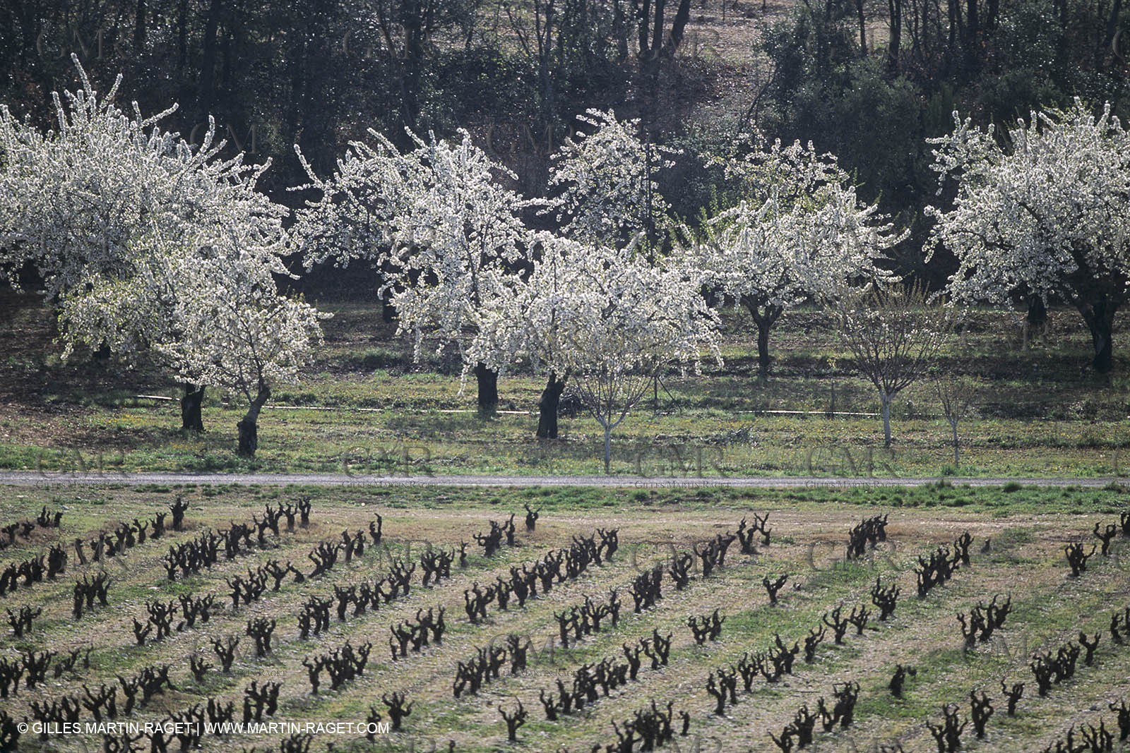 Luberon in winter near Saint Satrunin les Apt (FRA,84)