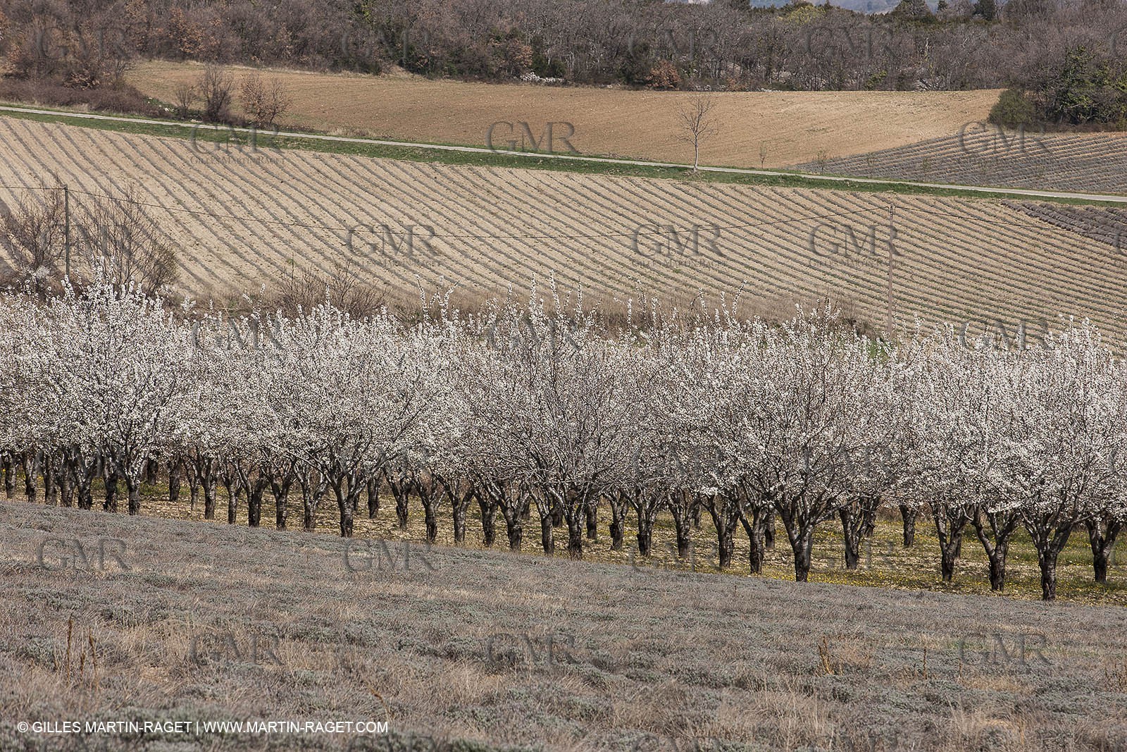 March 30th 2012 - Saint Saturnin les Apt (FRA, 84) - blooming cherry trees