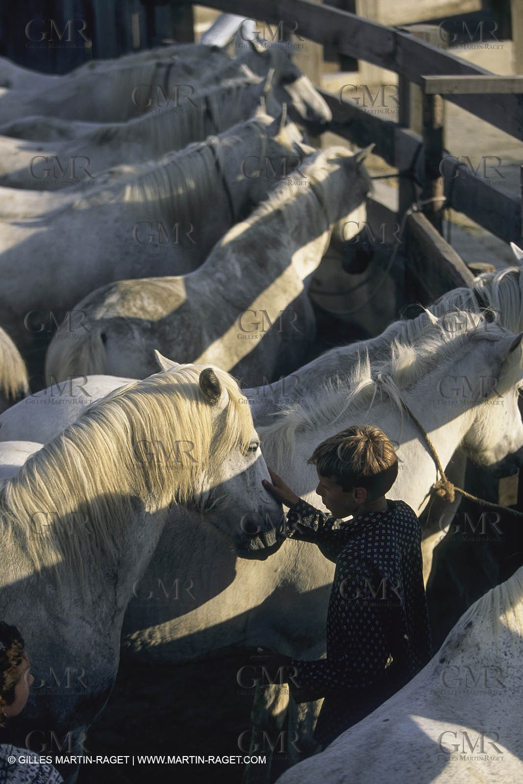 France, Provence, Camargue, Gardians de Camargue, métier, fêtes, élevage, tri