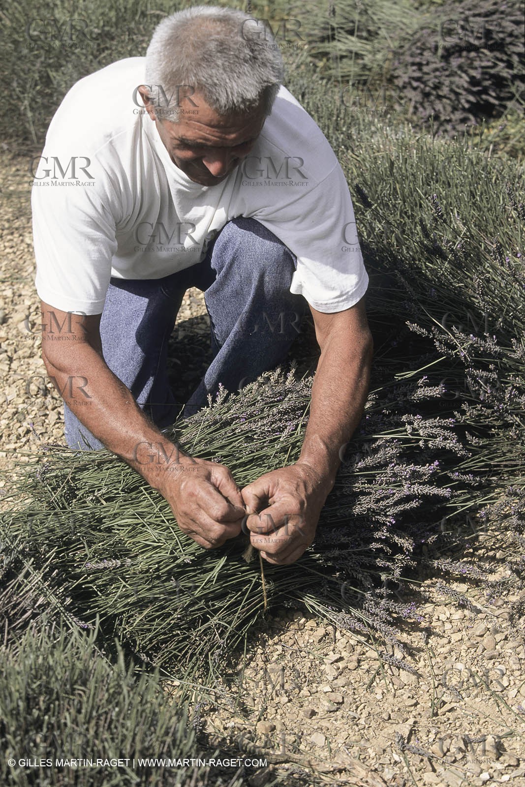 France, Provence, Higher Provence, Valensole Plateau, Lavender