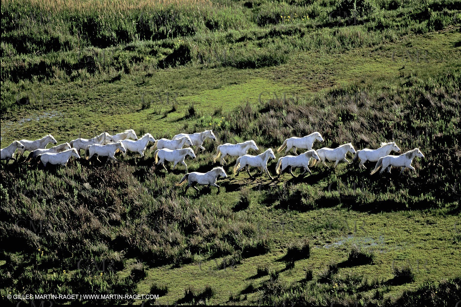 Camargue horses