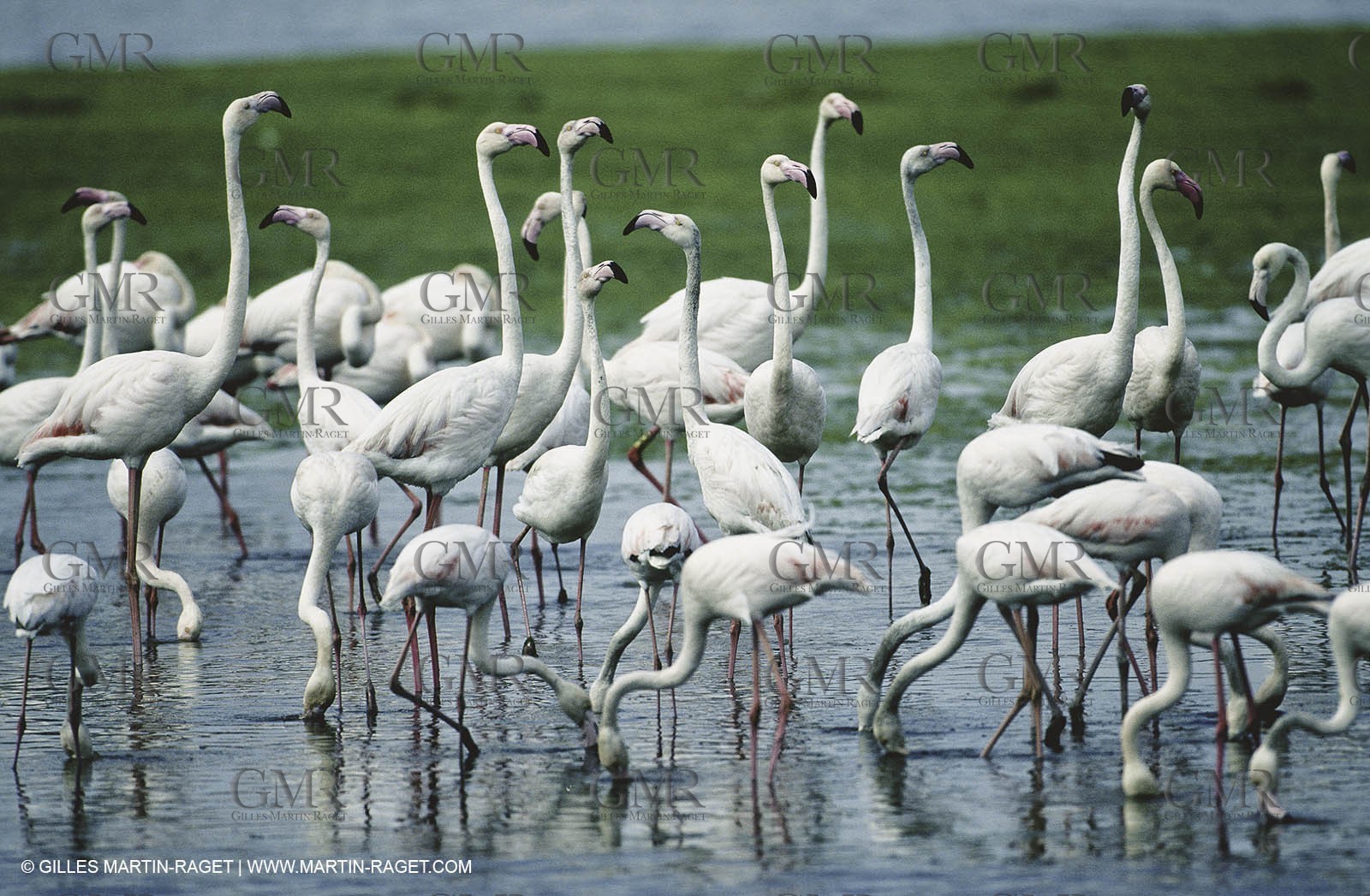Camargue (FRA,13) - Flamingos in the Camargue