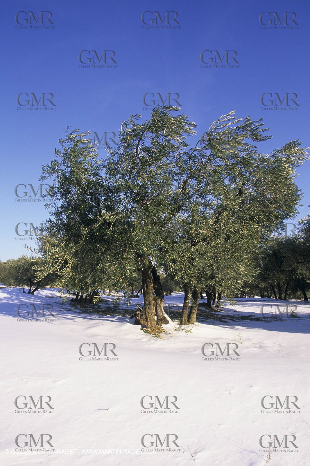 Provence sous la neige - Les Baux de Provence
