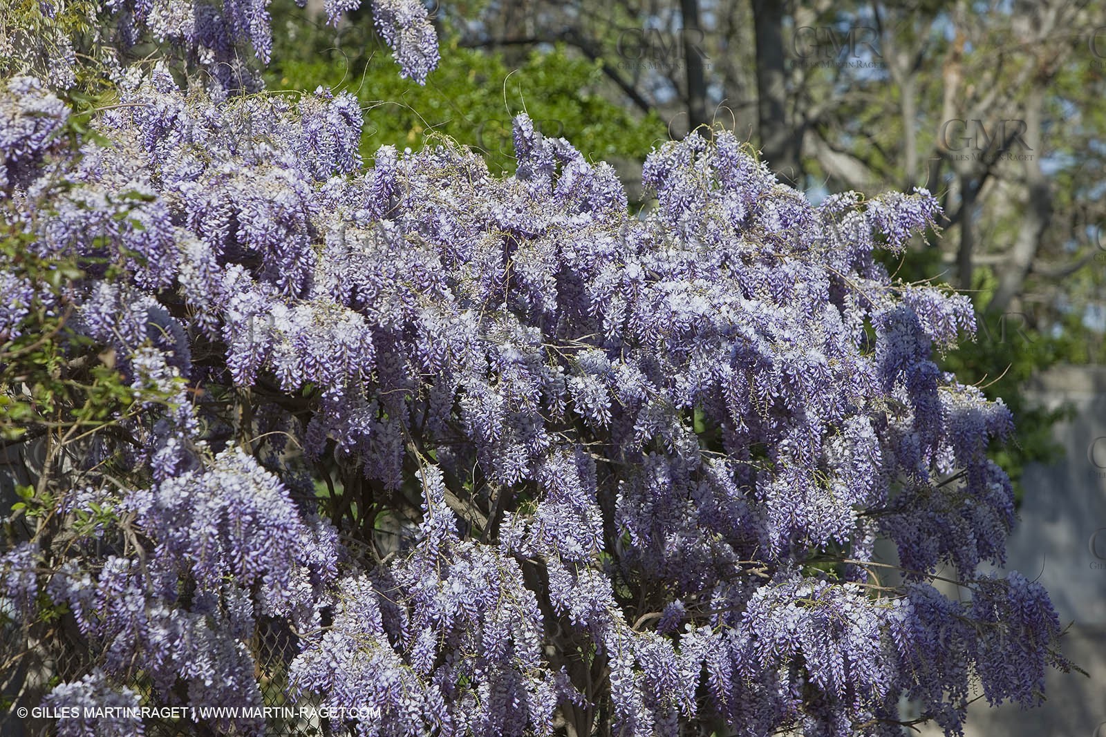 11 04 2008 - Saint Rémy de Provence (FRA, 13) - Glycines in bloom