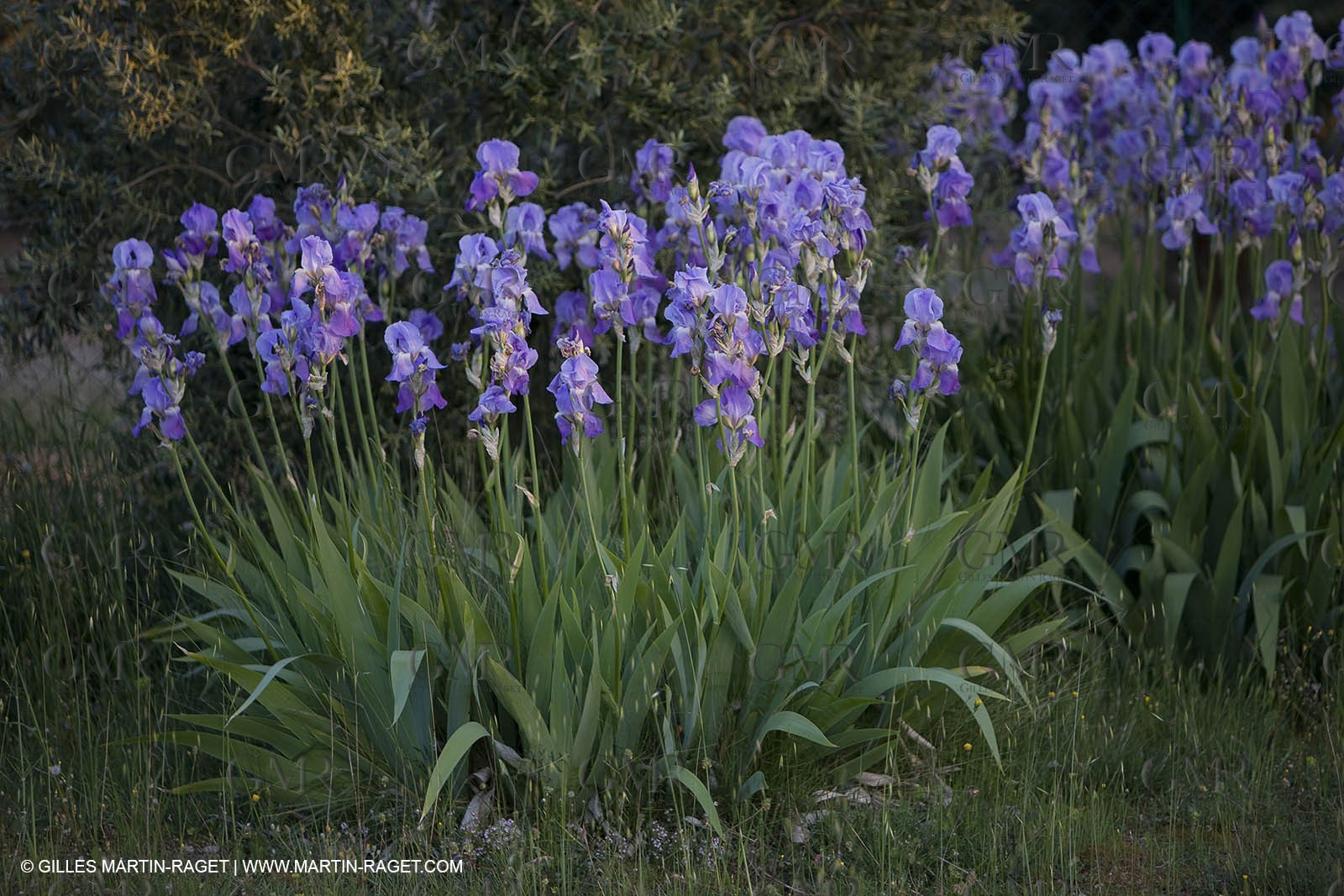 04 05 2008 - Saint Rémy de Provence (FRA, 13) - Alpilles hills landscapes