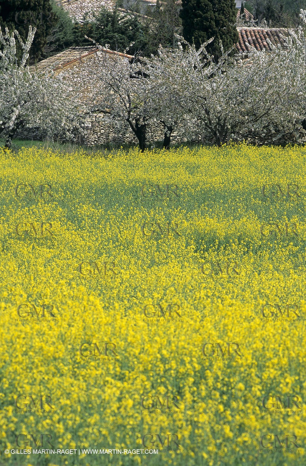 Alpilles (FRA,13), Rape fields