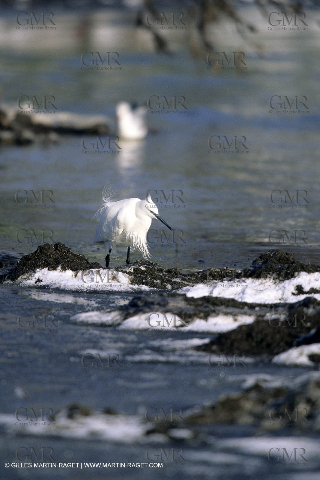 Provence under snow - Camargue