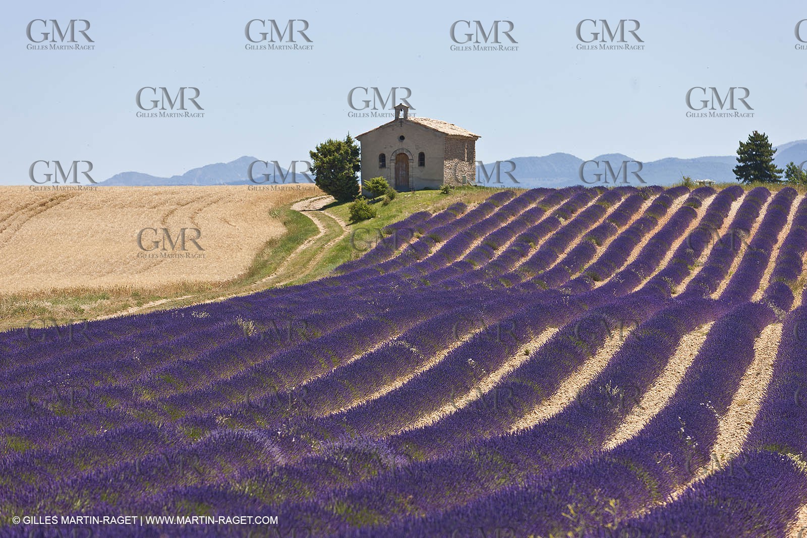 27 06 2011 - Entrevennes (FRA, 04) - Lavander fields