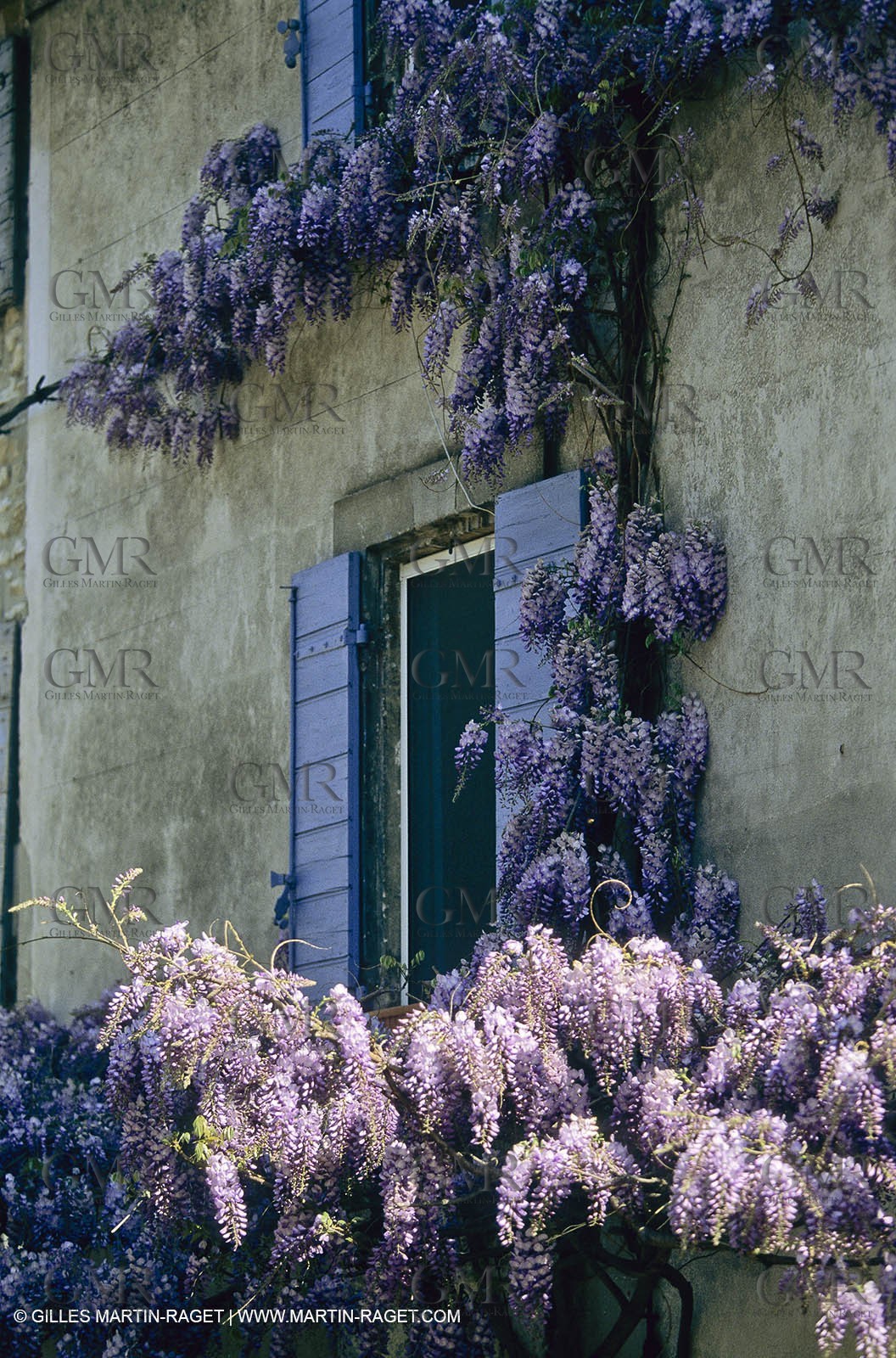 Les Alpilles, Saint Rémy de Provence, (FRA,13) - Glycine in Saint Rémy de Provence
