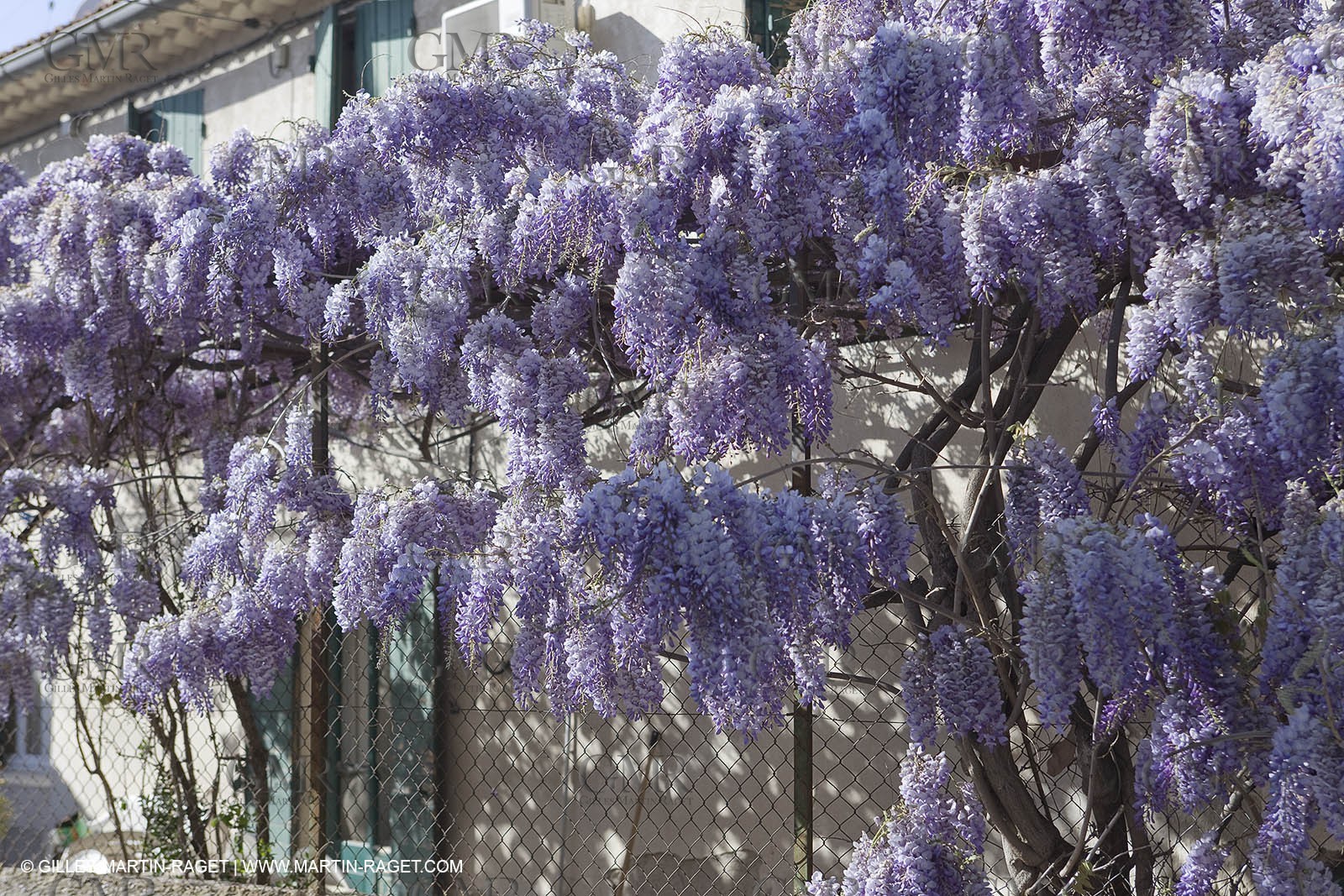 11 04 2008 - Saint Rémy de Provence (FRA, 13) - Glycines in bloom