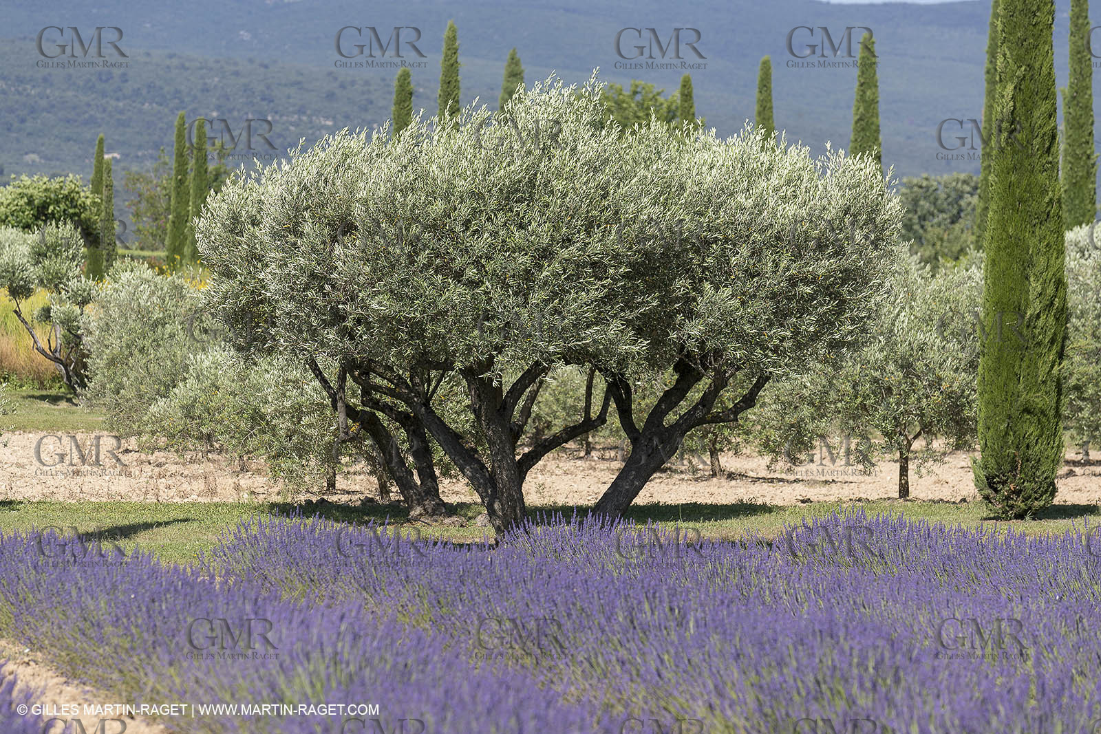 22 06 2018, Saint-Saturnin les Apts (FRA,84), Domaine des Andéols