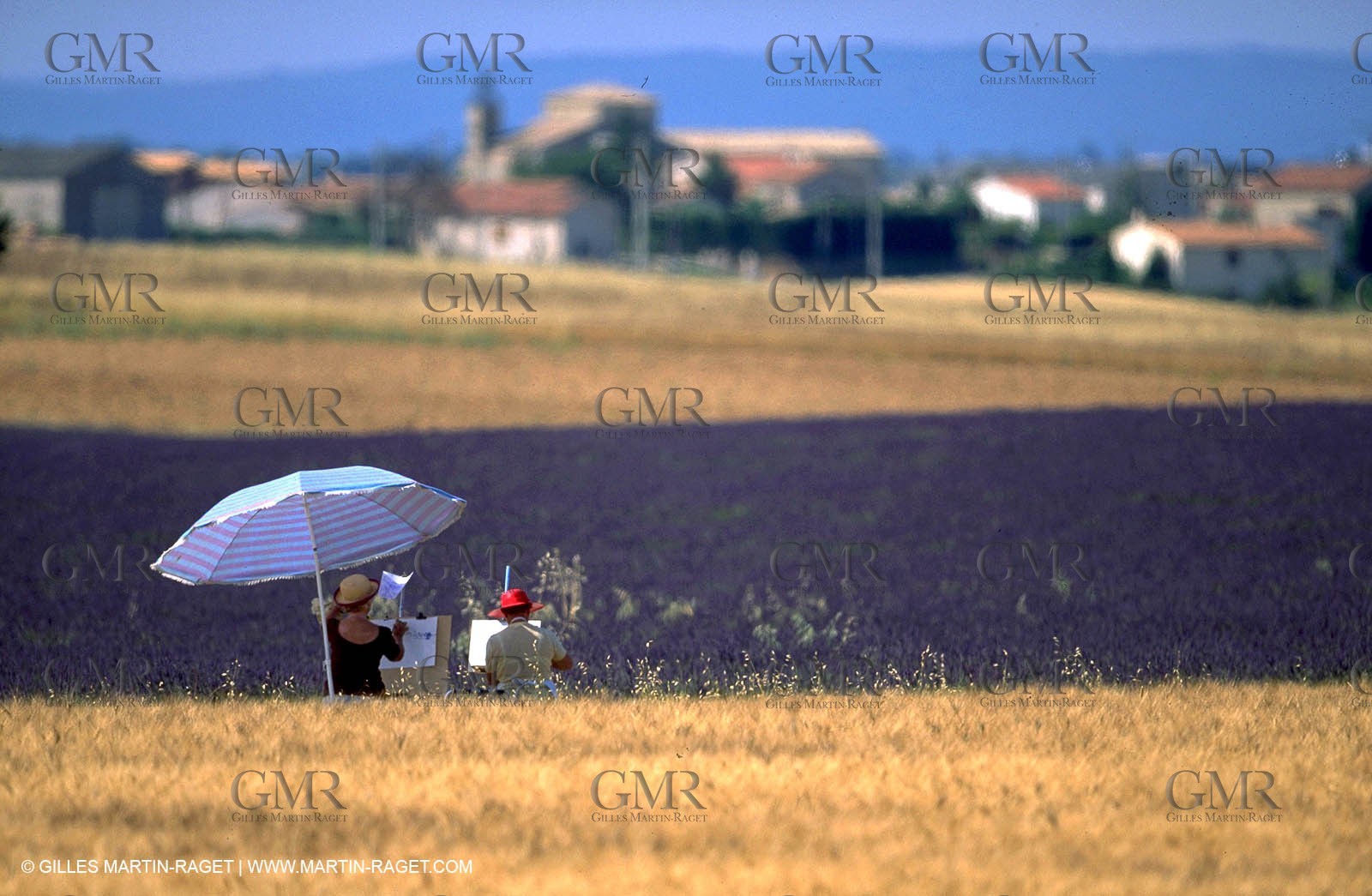 Lavander fields
