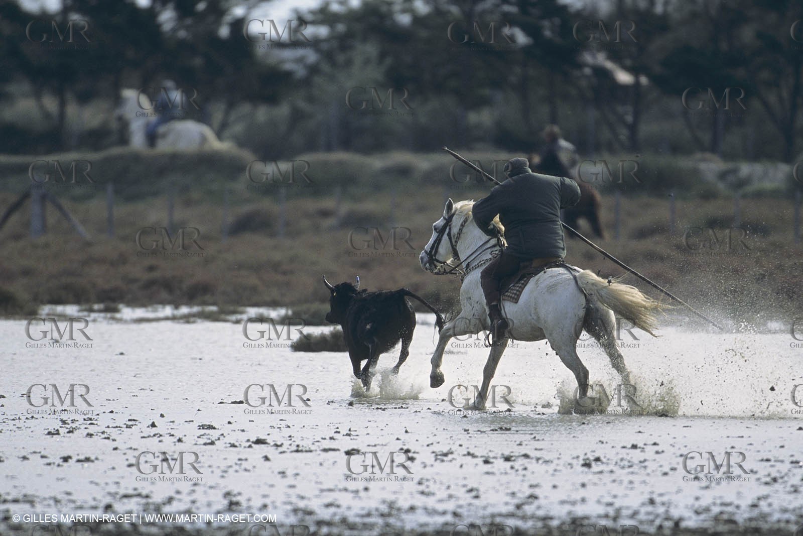 France, Provence, Camargue, Gardians de Camargue, métier, fêtes, élevage, tri