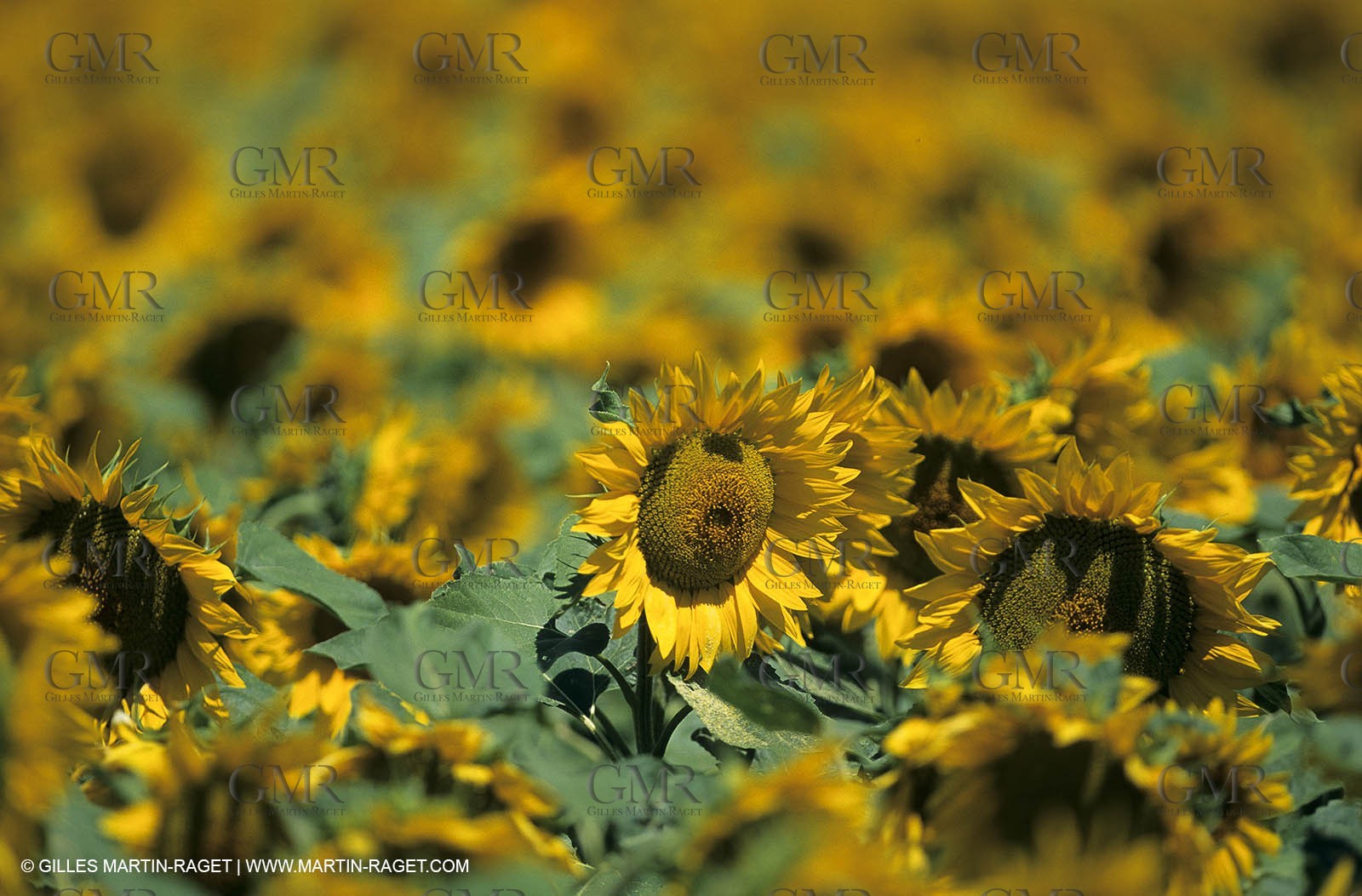 Luberon (FRA,84), Sunflower fields