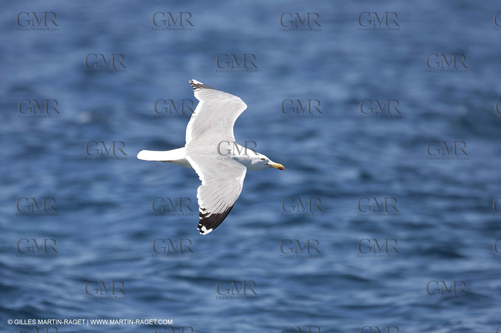 07 05 2009 - Marseille (FRA, 13) - Les Calanques - Riou