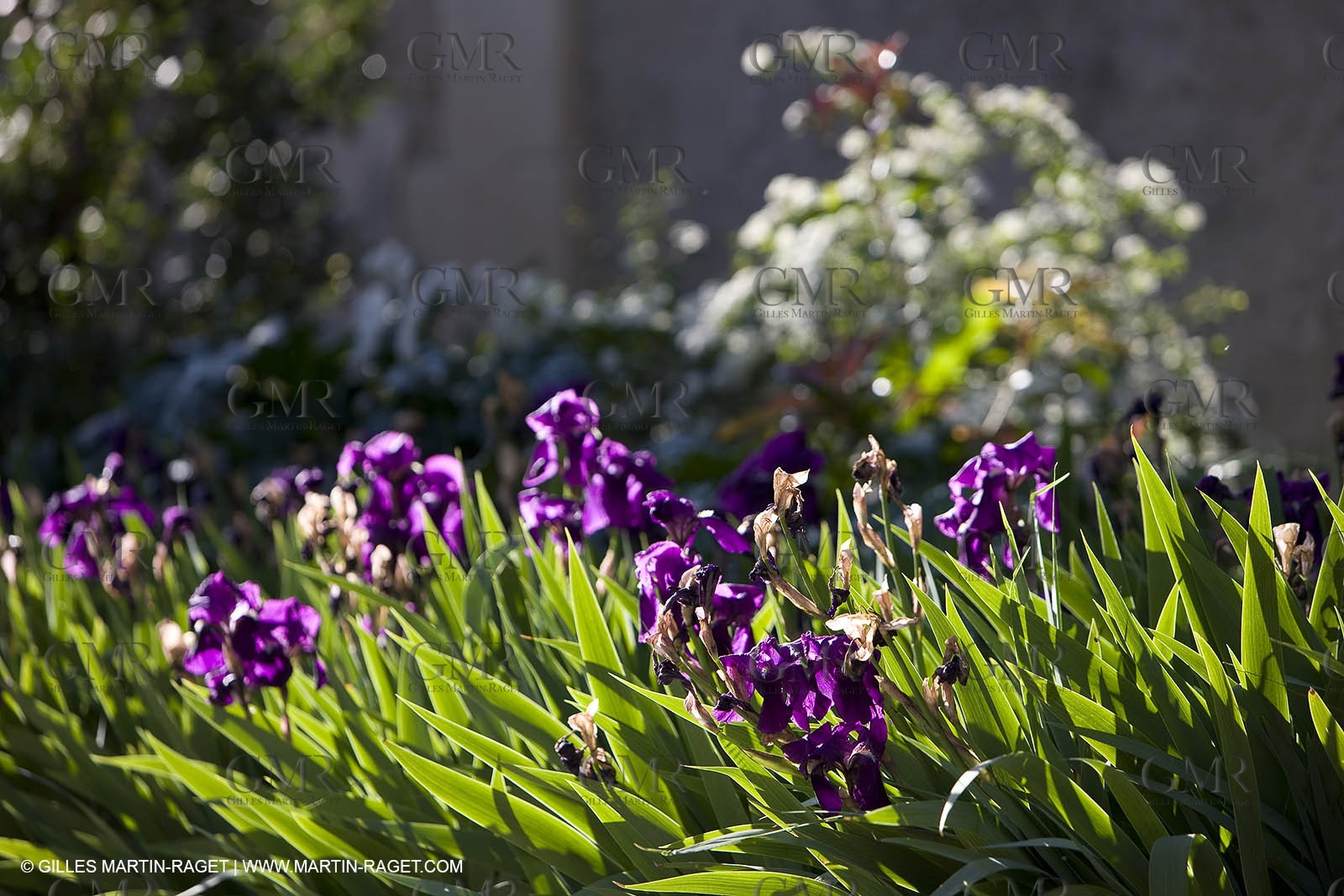 12 04 2008 - Saint Rémy de Provence - (FRA, 13) - Vincent Van Gogh south - Saint Paul de Mausole