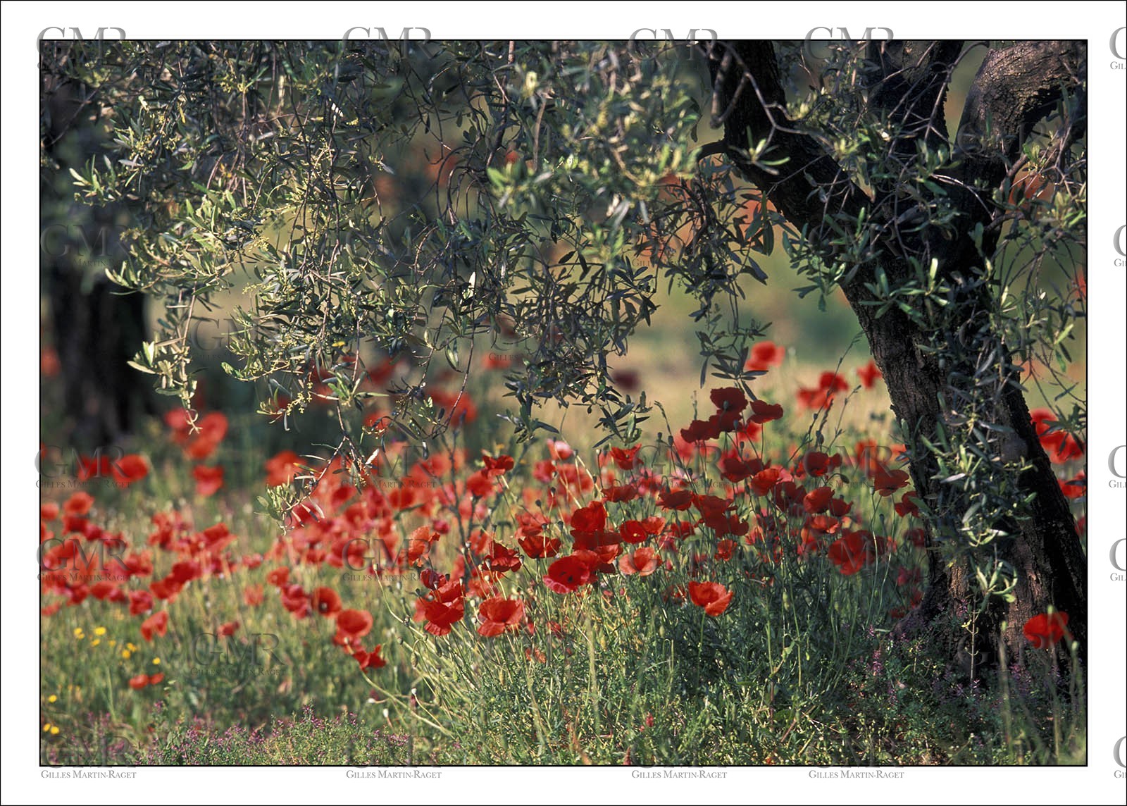Poppies 2